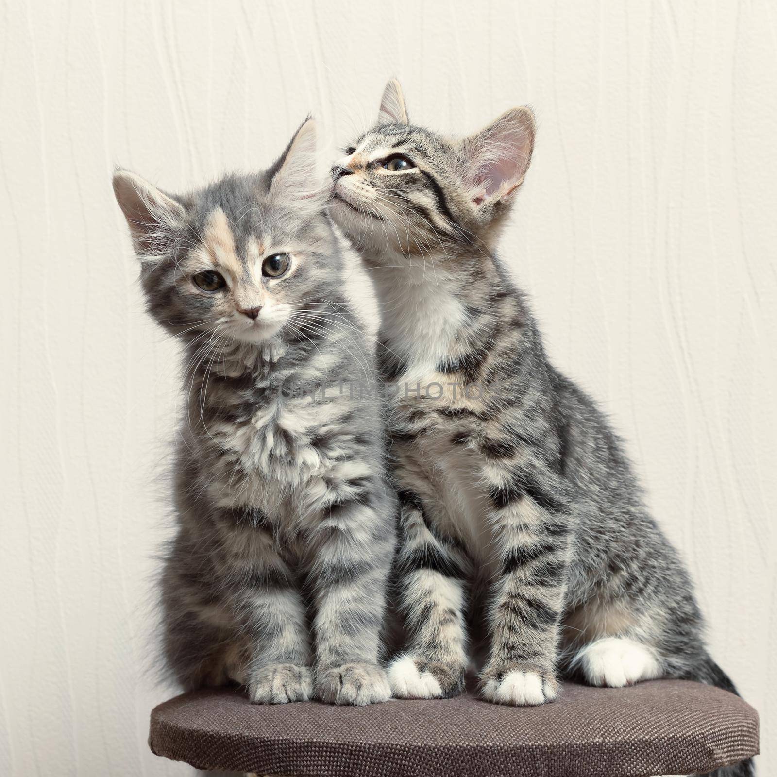 Two cute gray kittens playing on cat furniture at home by galsand