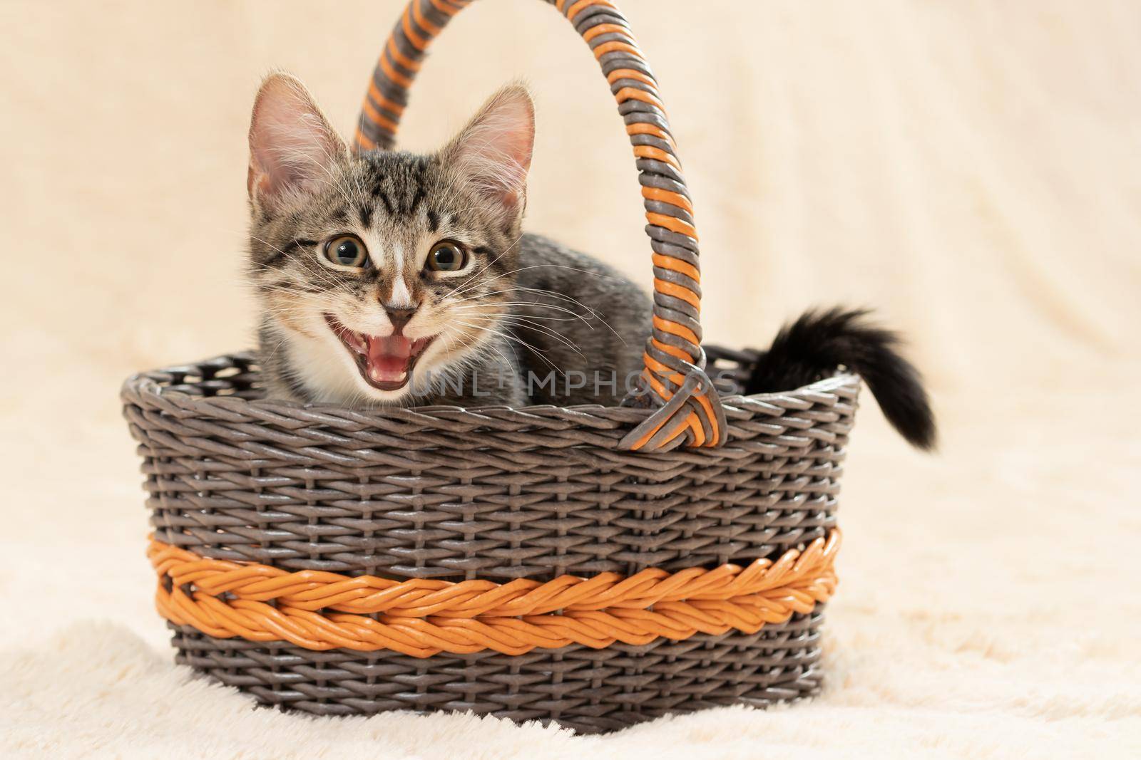 Cute gray kitten meows while sitting in a wicker basket on a background of a cream fur plaid.