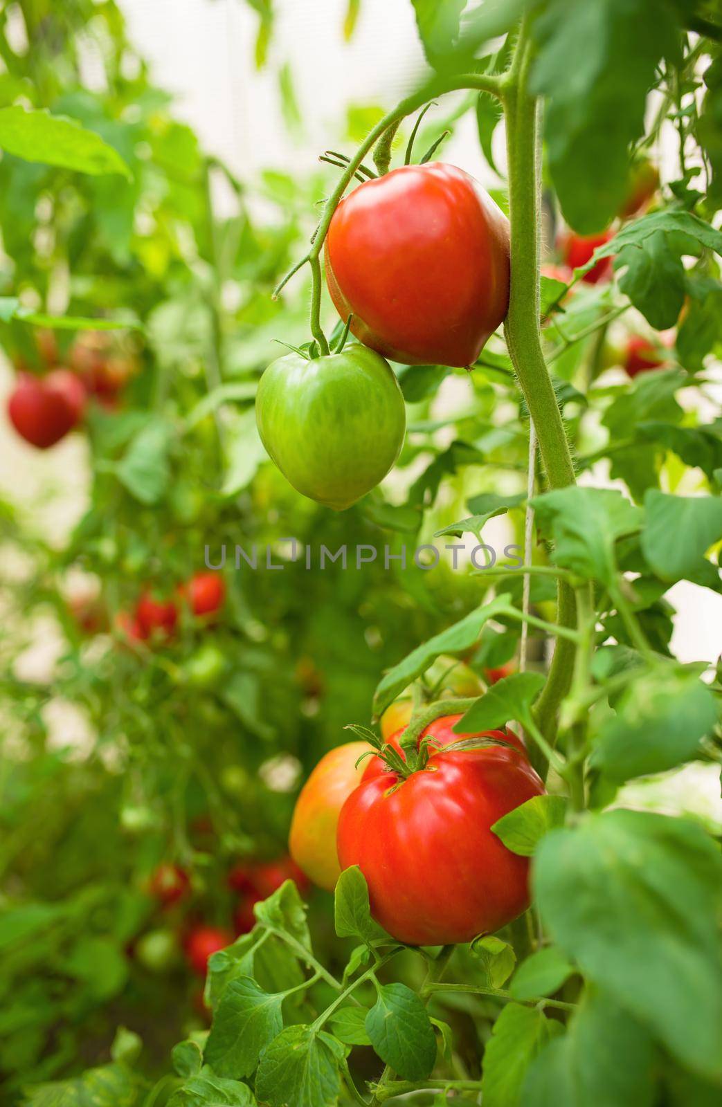 Rows of tomato hydroponic plants in greenhouse by aprilphoto