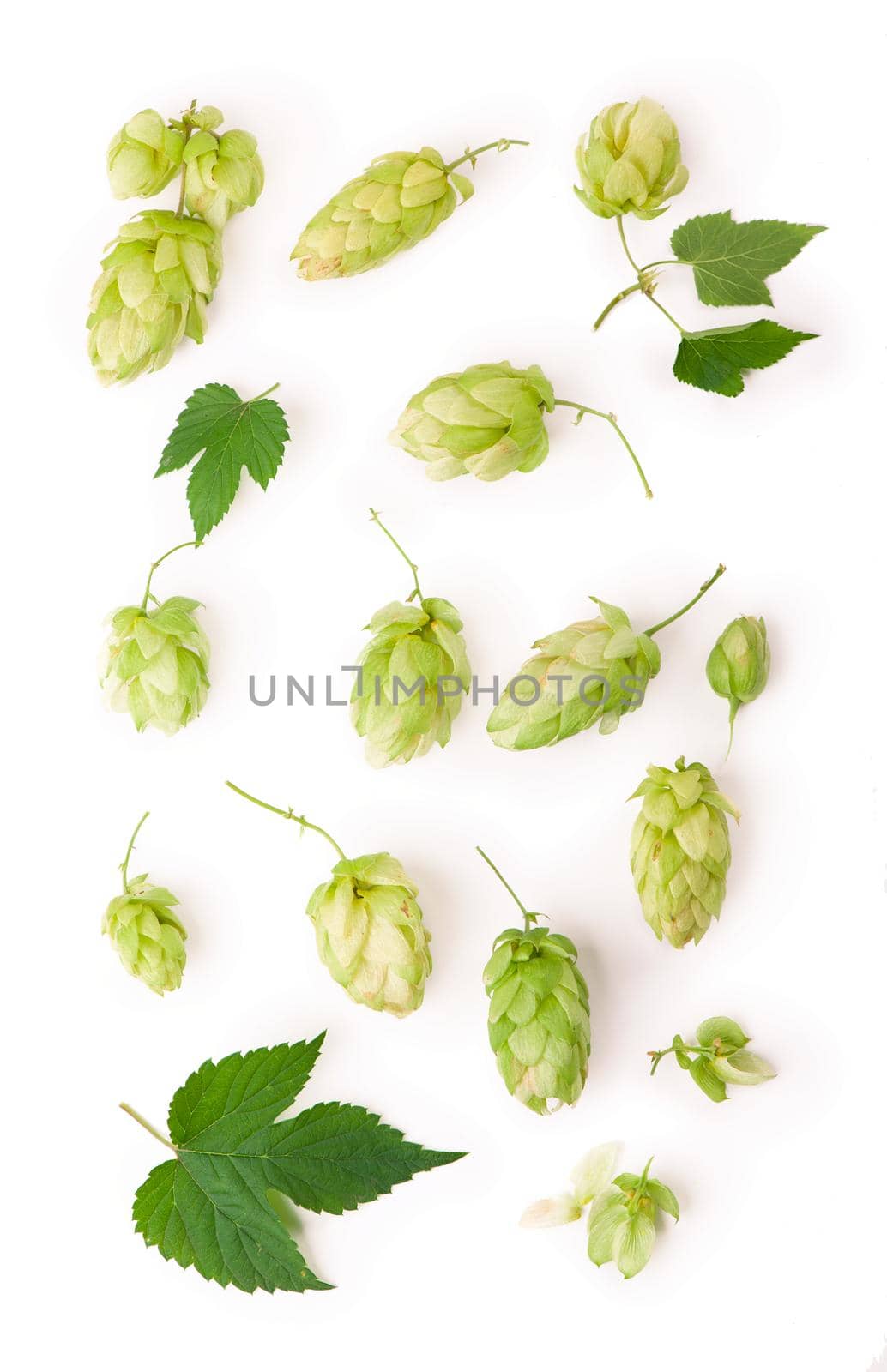 Fresh green hop branch, isolated on a white background. Hop cones for making beer and bread. Close up