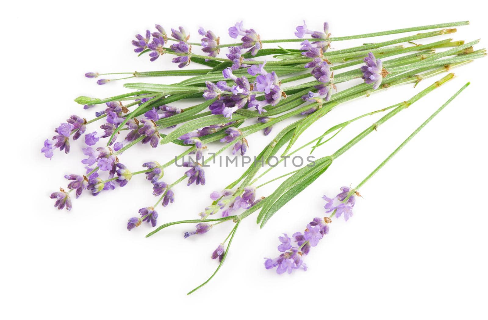 Lavender flowers bundle on a white background.