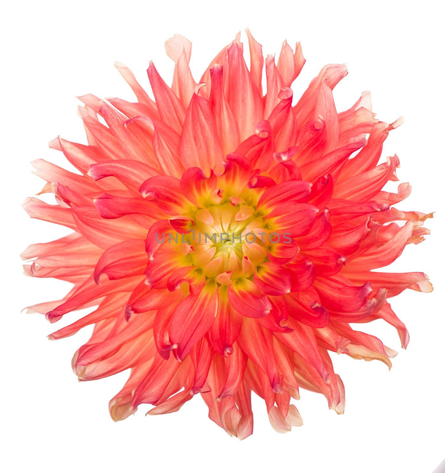 Deautiful flower dahlia isolated on a white background