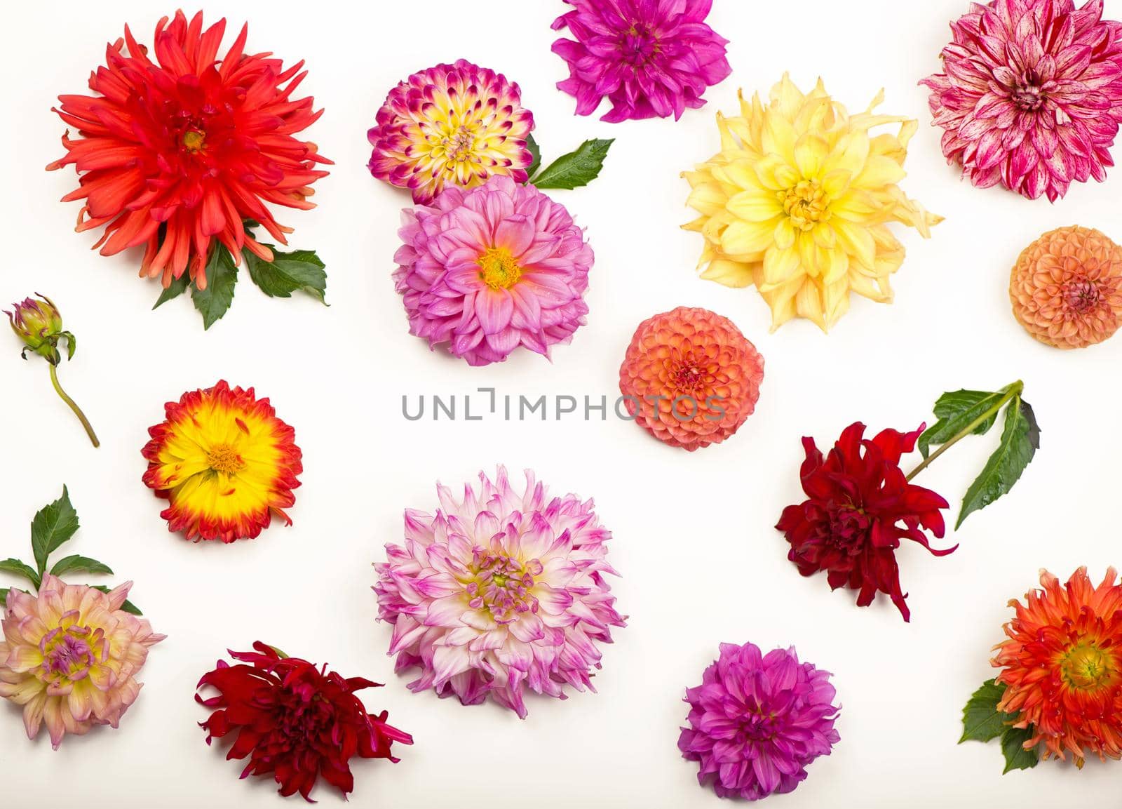 Deautiful flower dahlia isolated on a white background