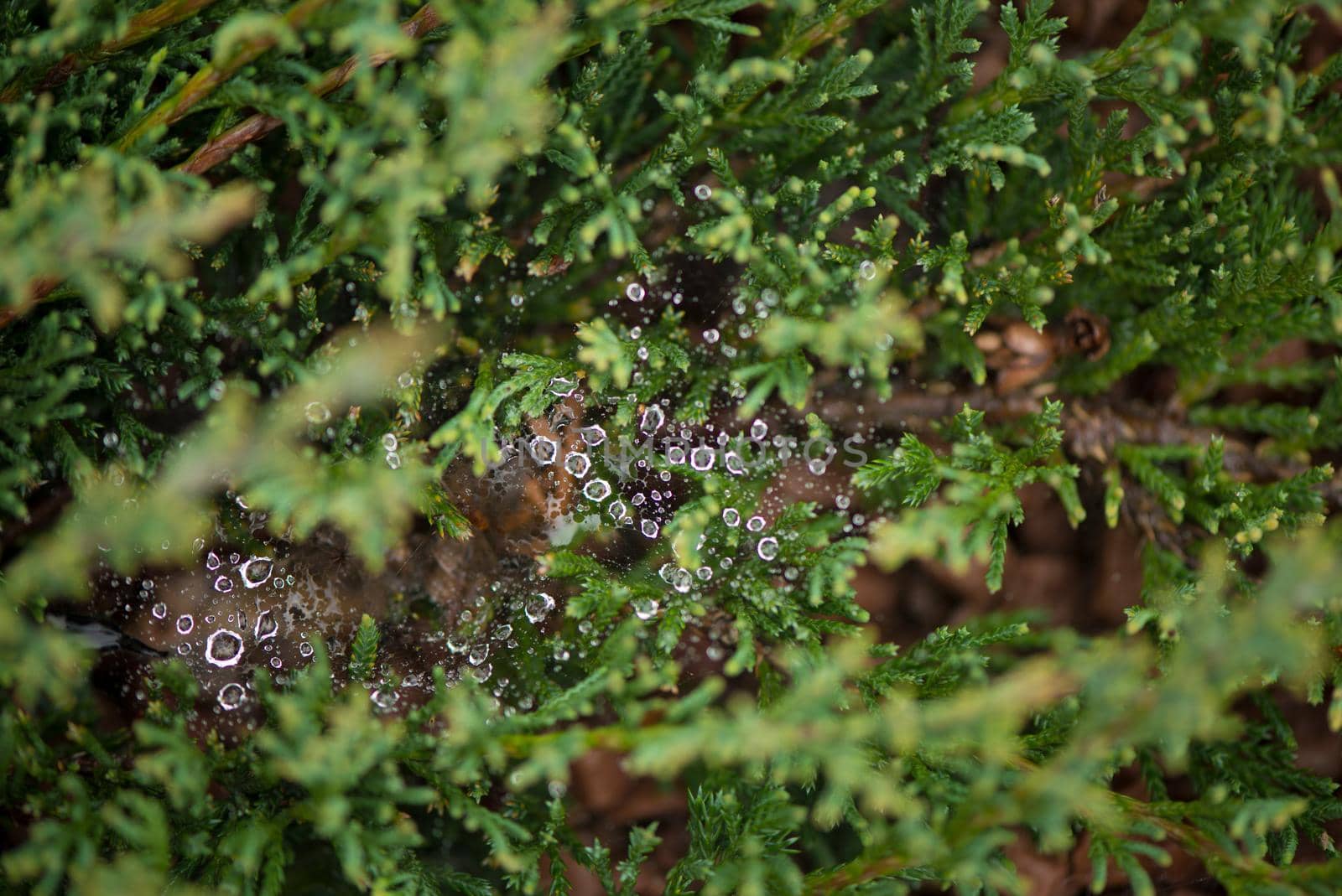 Fresh green grass with dew drops closeup Nature Background