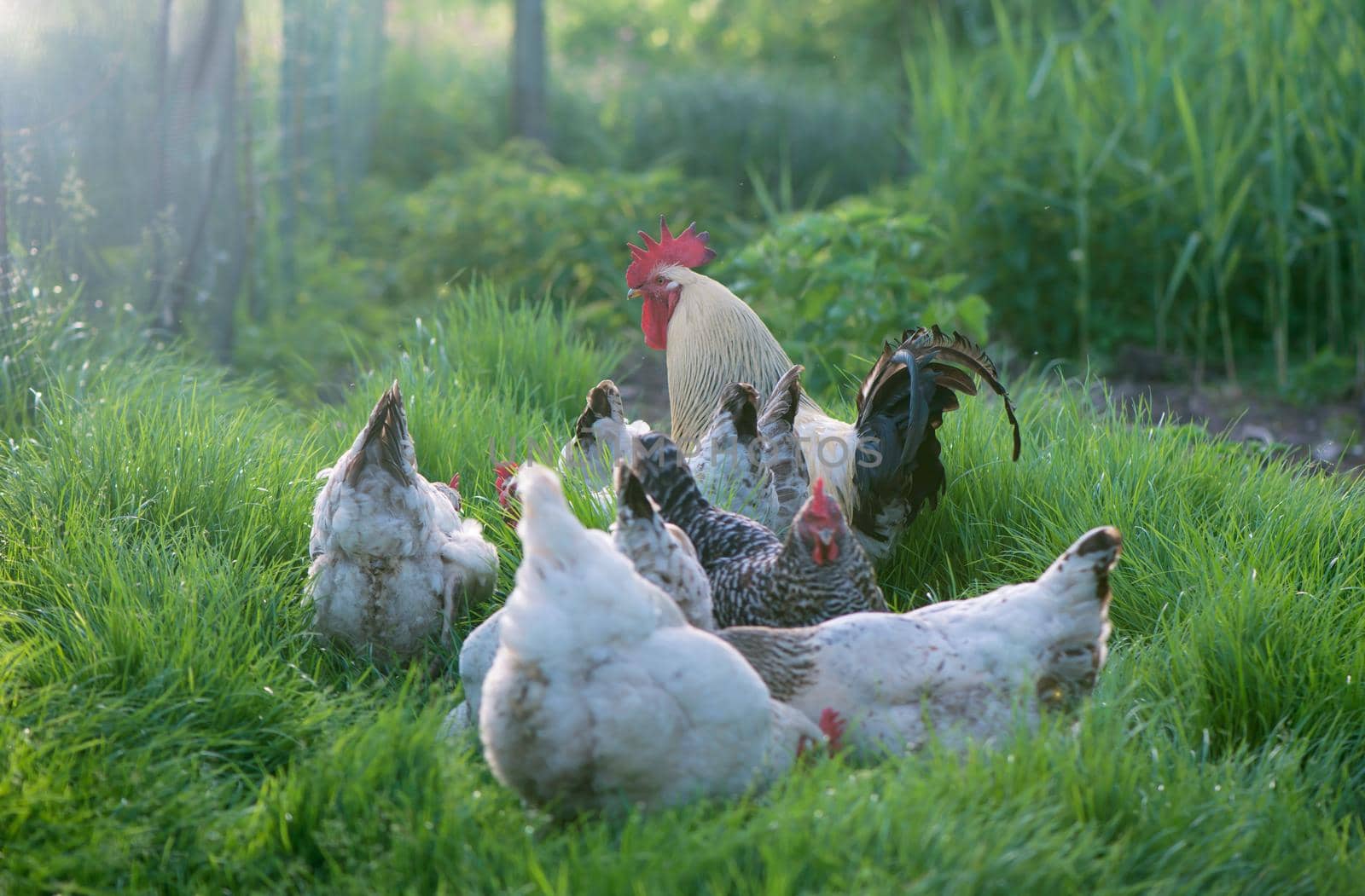 Rooster and Chickens. Free Range Cock and Hens.