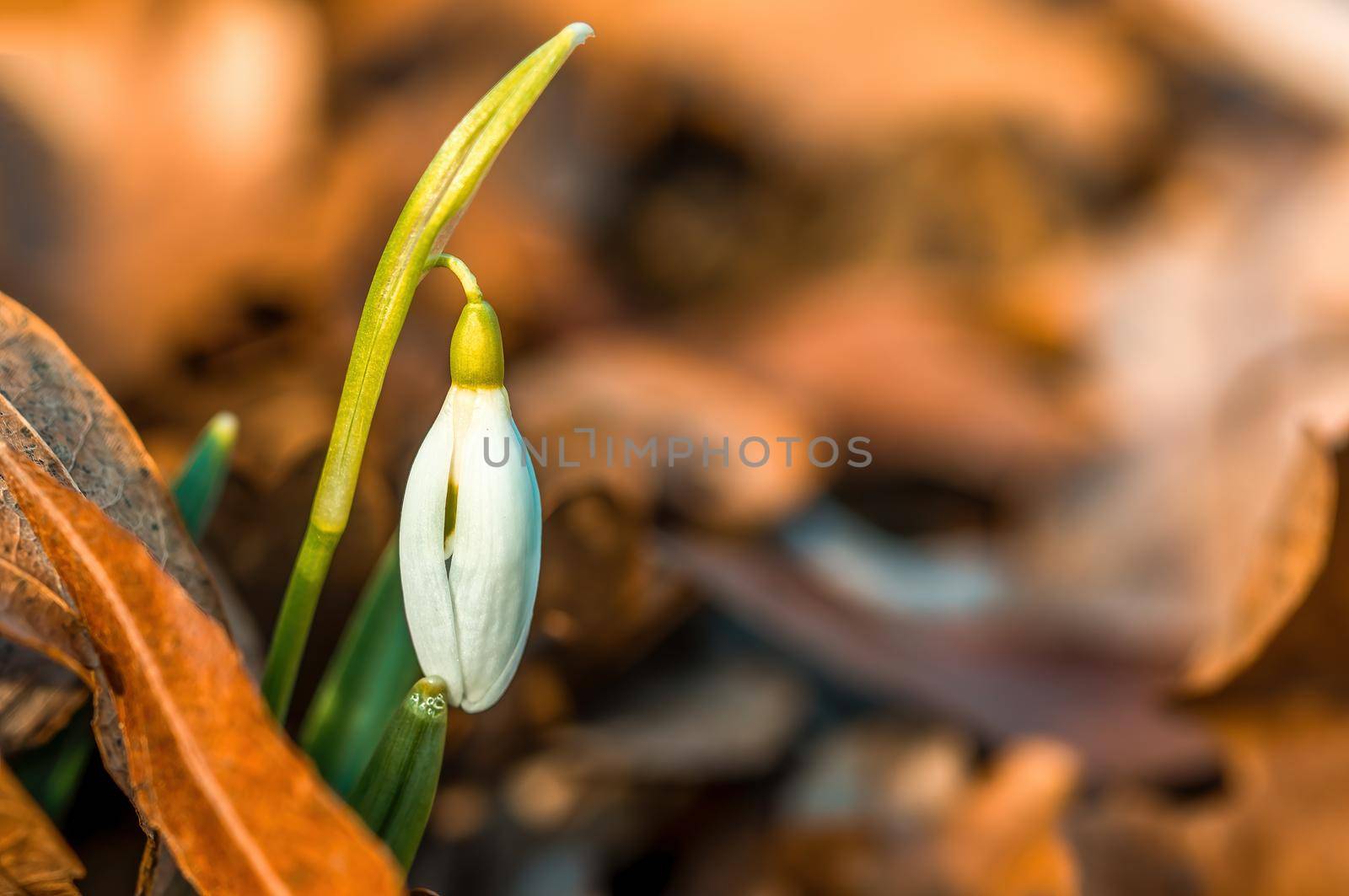 Early bloomers in the spring garden at the beginning of the year