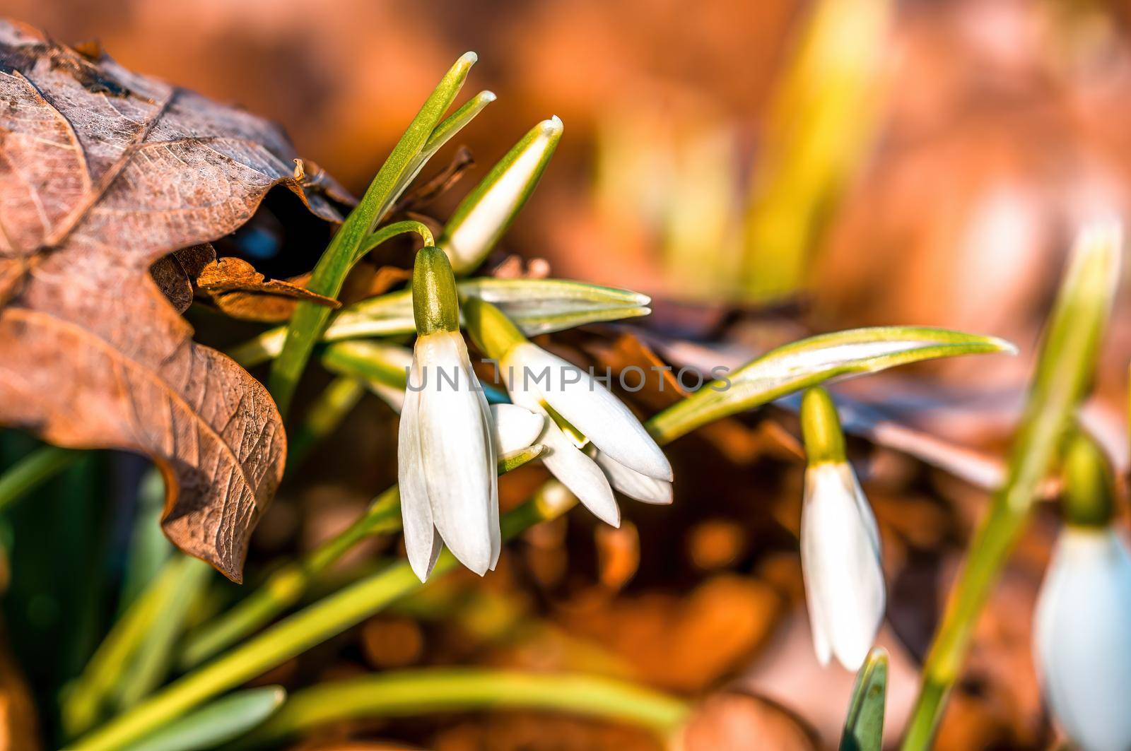 Early bloomers in the spring garden at the beginning of the year