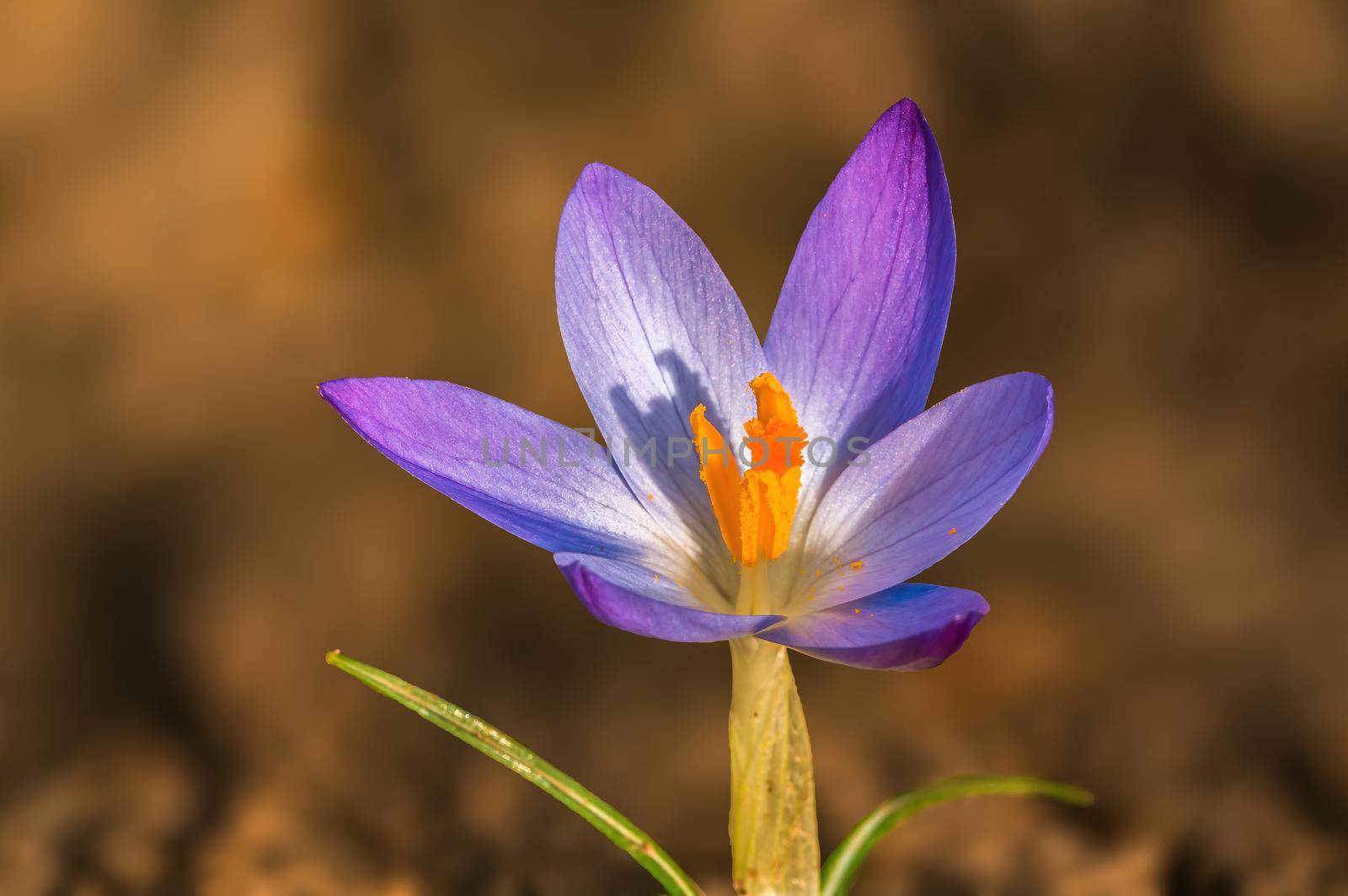Early bloomers in the spring garden at the beginning of the year