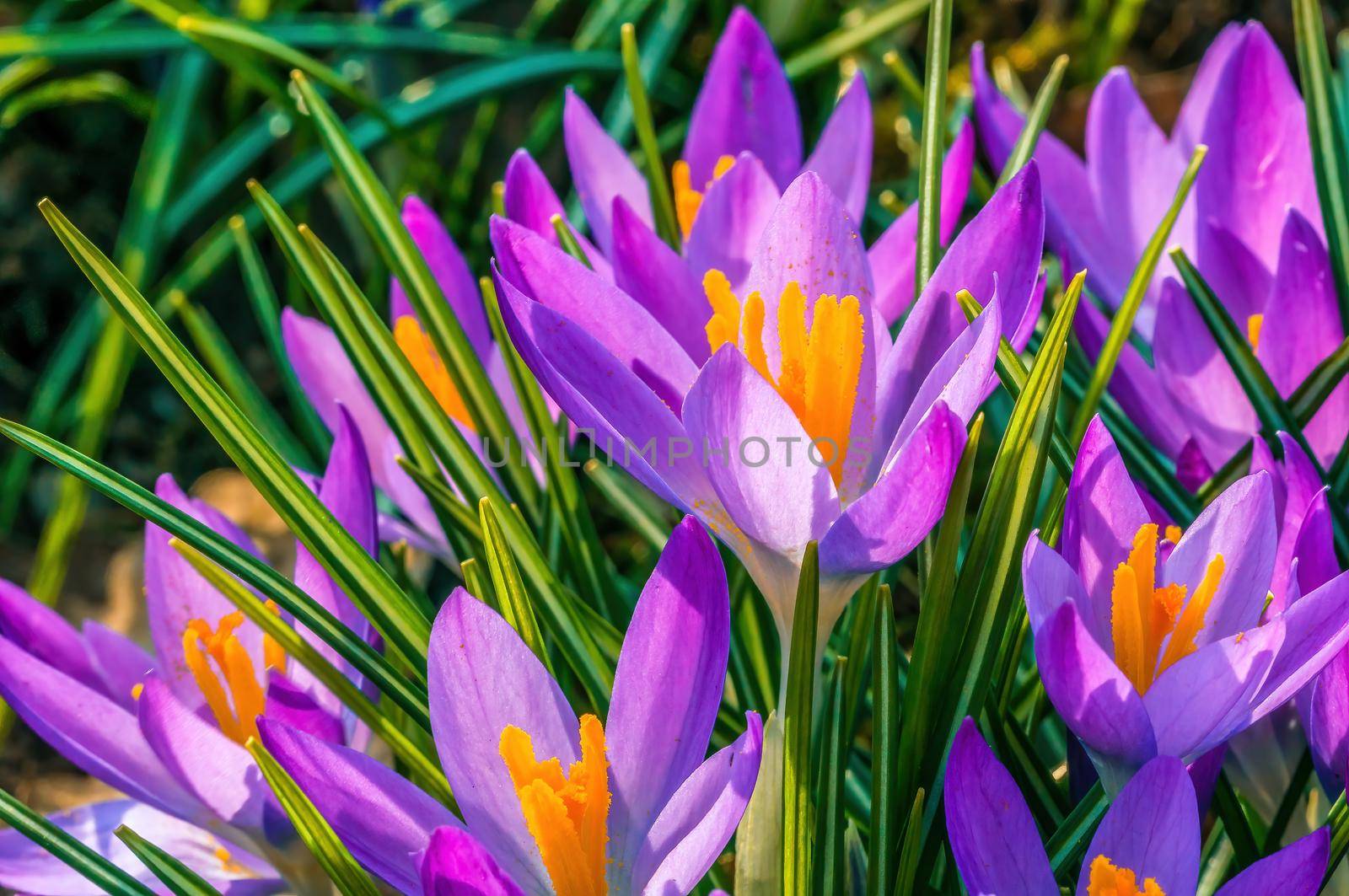 Early bloomers in the spring garden at the beginning of the year