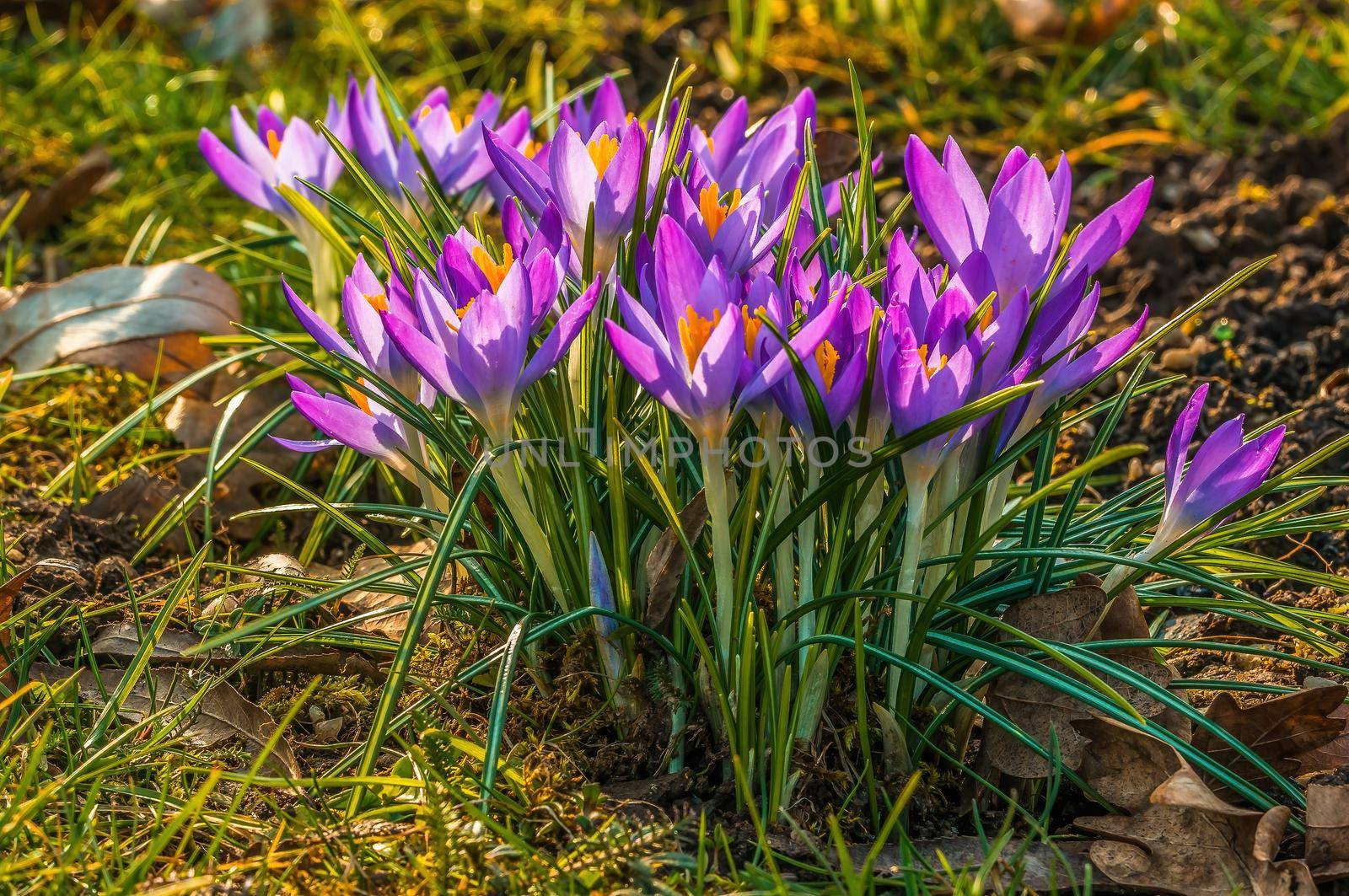 Early bloomers in the spring garden at the beginning of the year