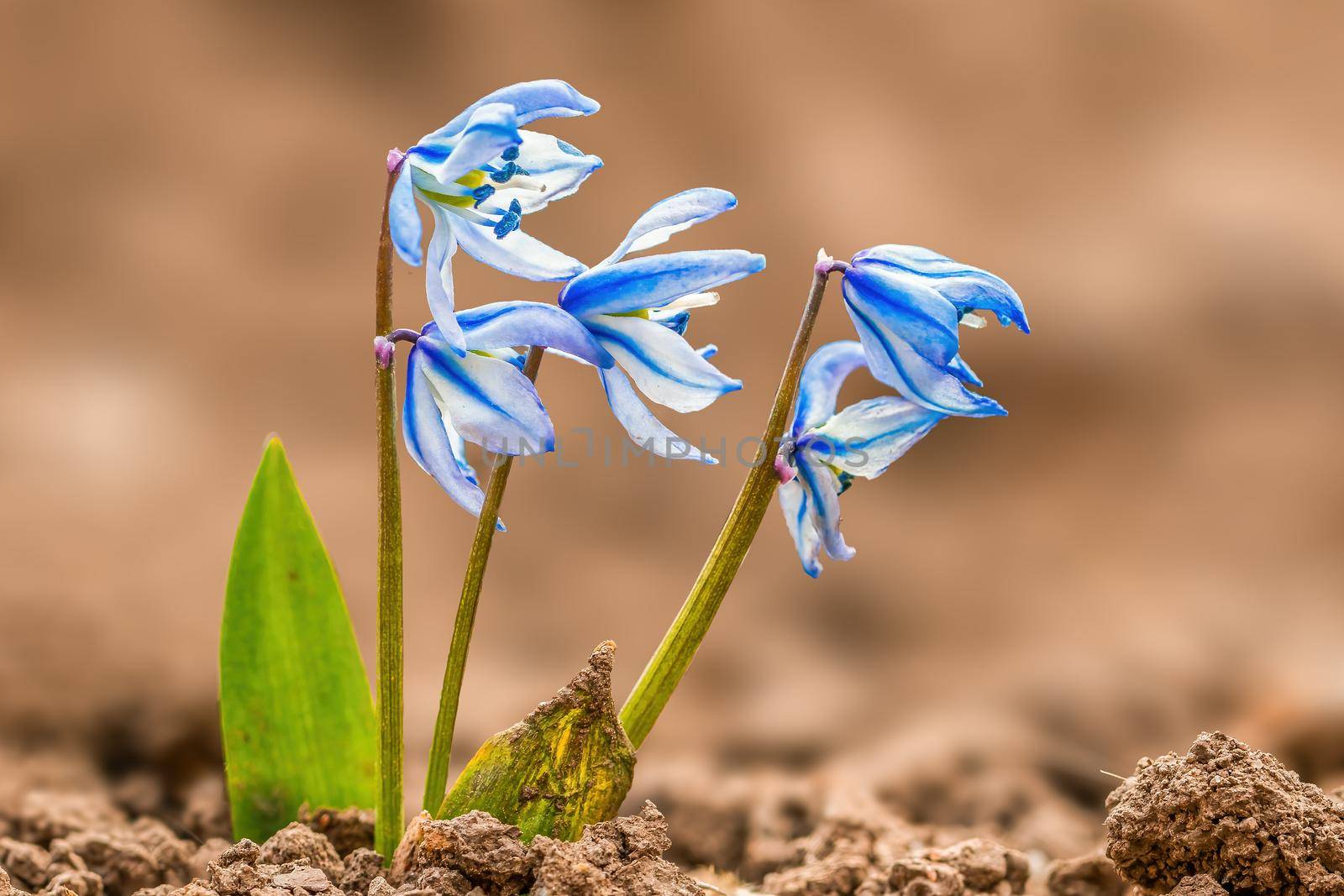 Early bloomers in the spring garden at the beginning of the year