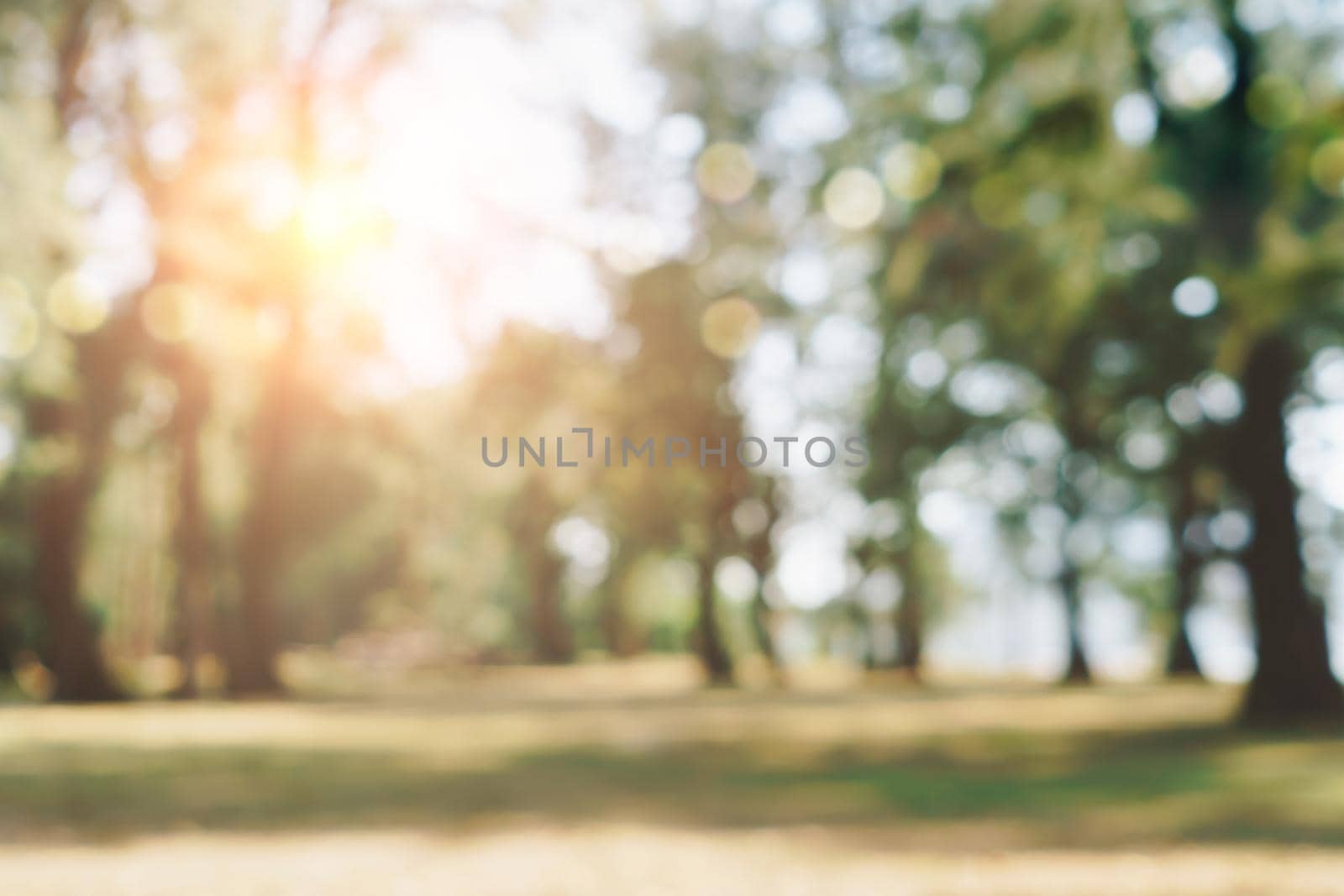 Blur nature bokeh green park by beach and tropical coconut trees. by Suwant