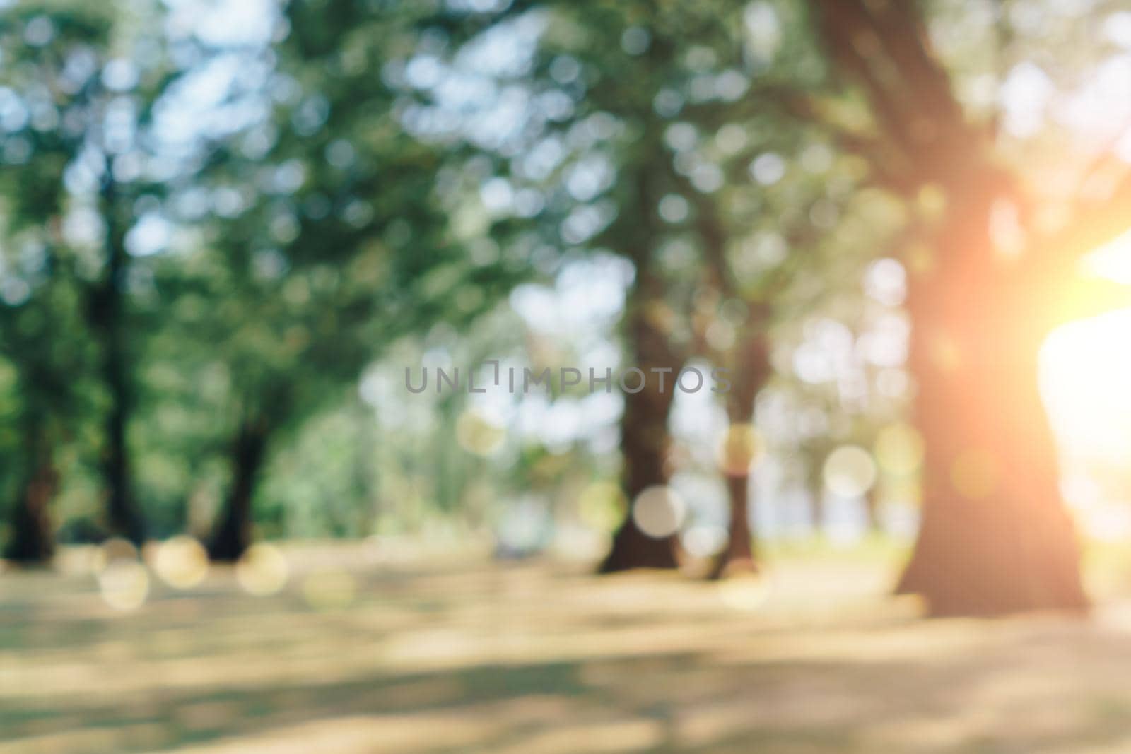 Blur nature bokeh green park by beach and tropical coconut trees. by Suwant