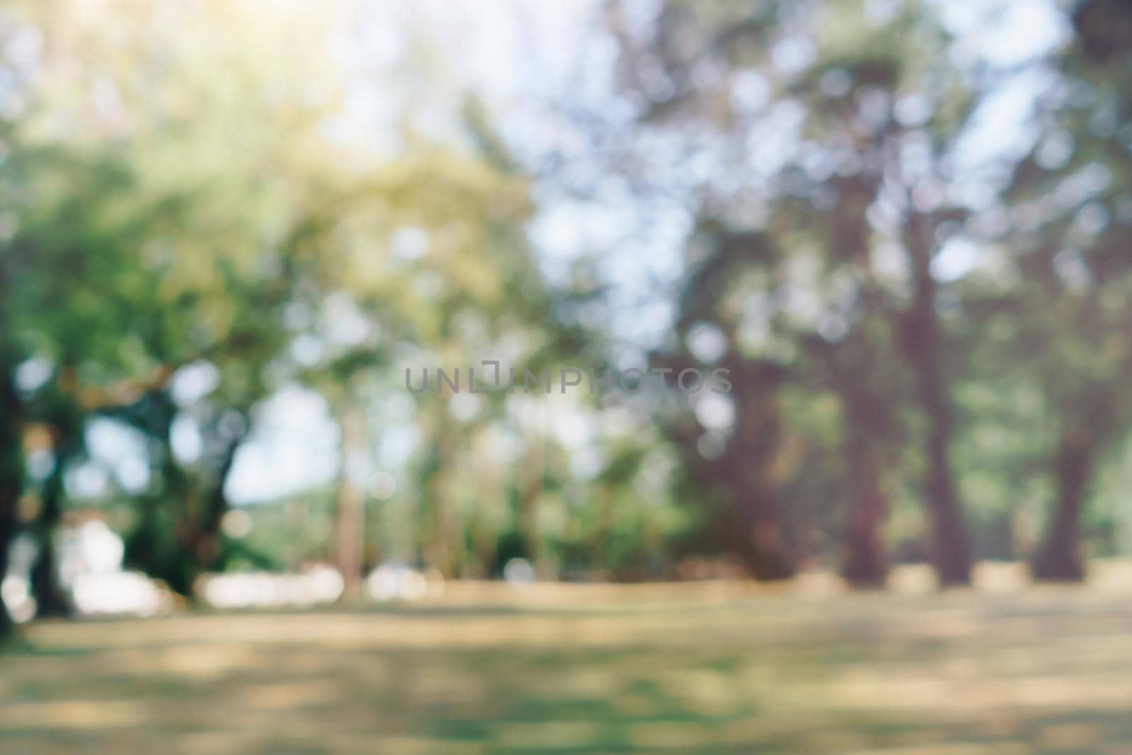 Blur nature bokeh green park by beach and tropical coconut trees in sunset time.