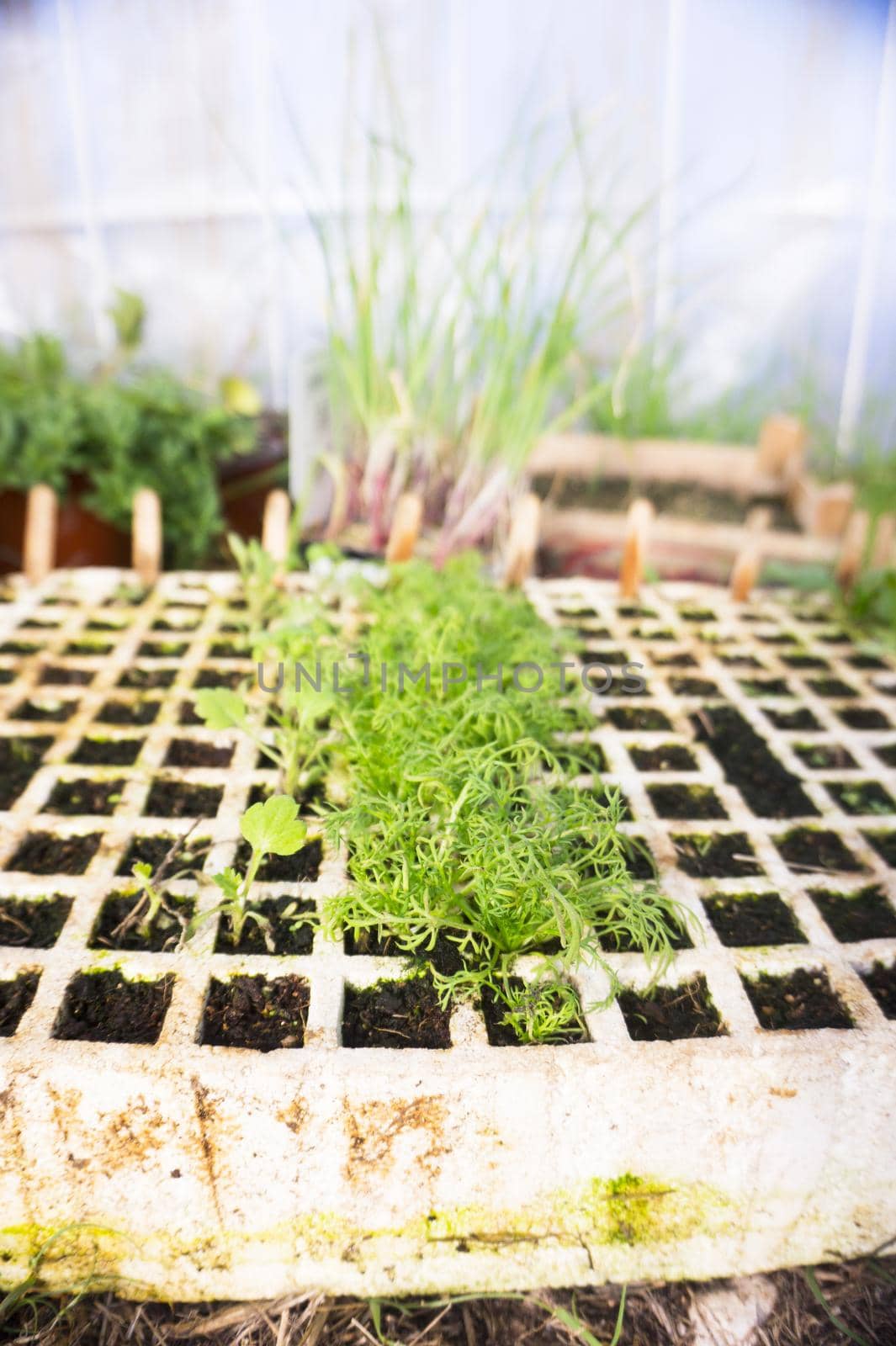 Ecological aromatic plants. Rosemary, basil and chives. No people