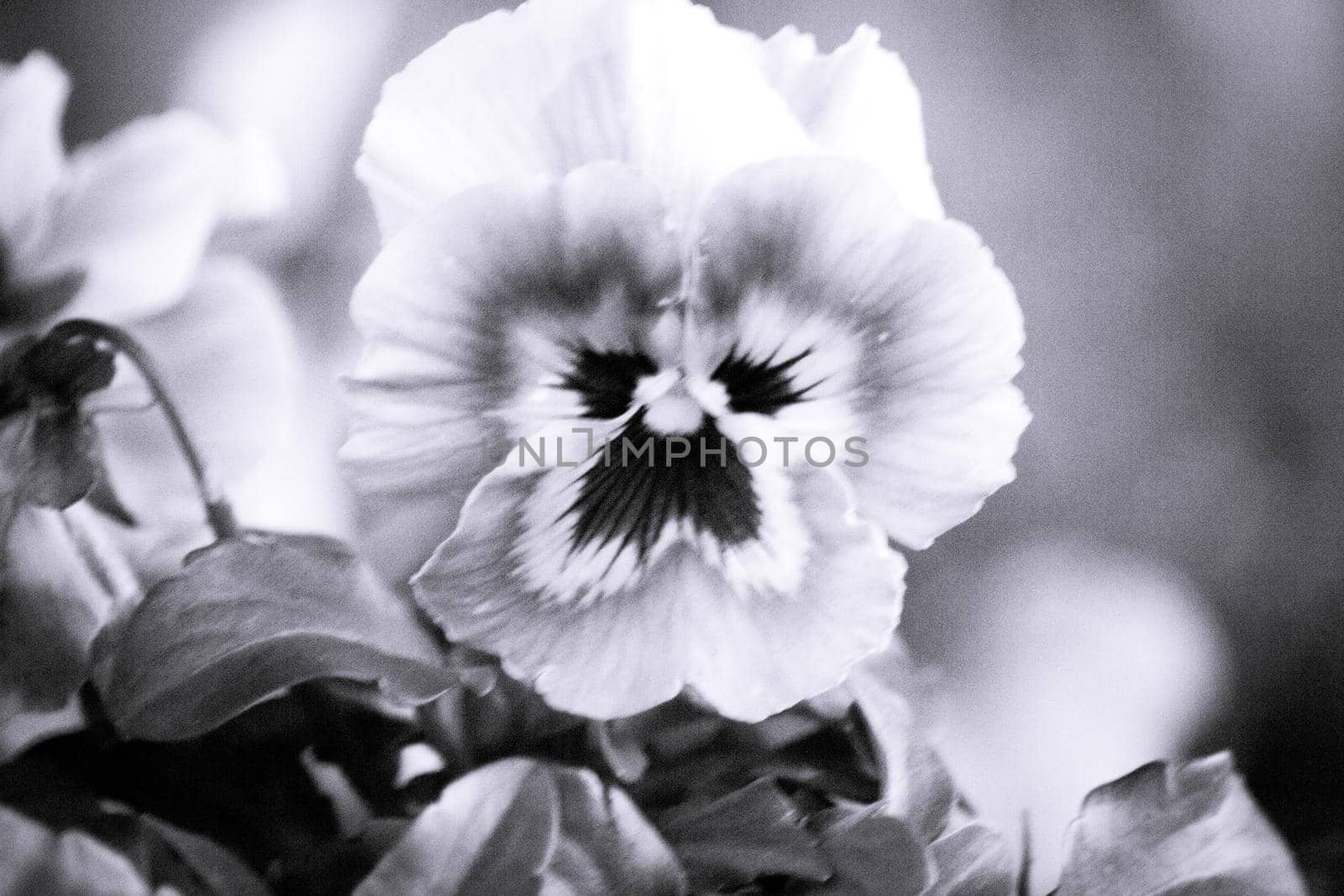 Purple pansy flower planted in the field. No people