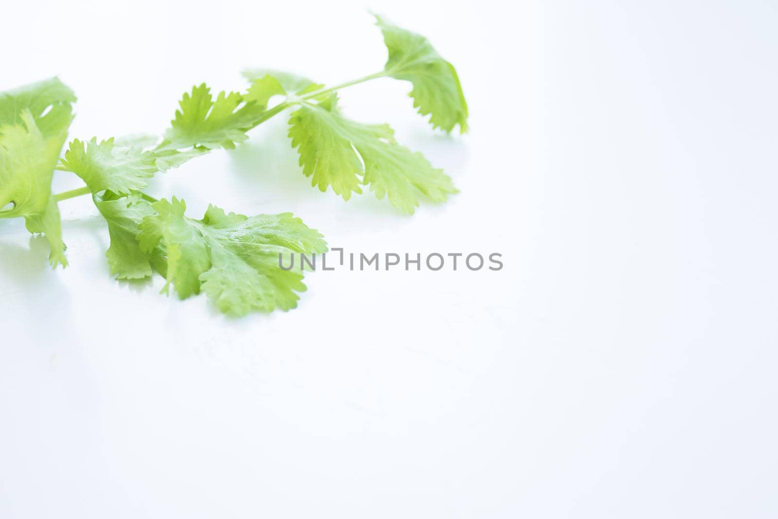 Fresh coriander on white kitchen table. Copy space