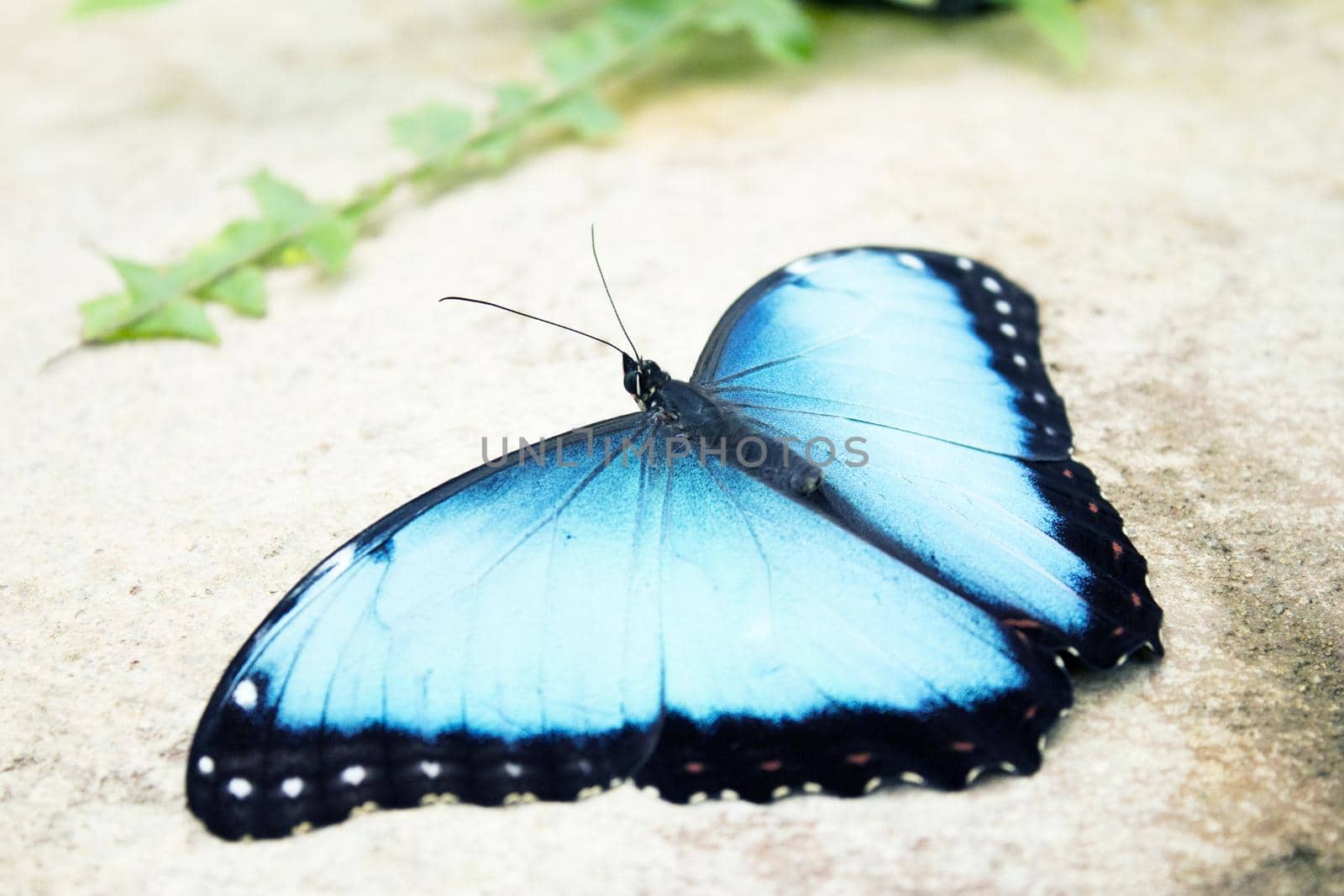 Morpho peleides butterfly on a rock with open wings. No people