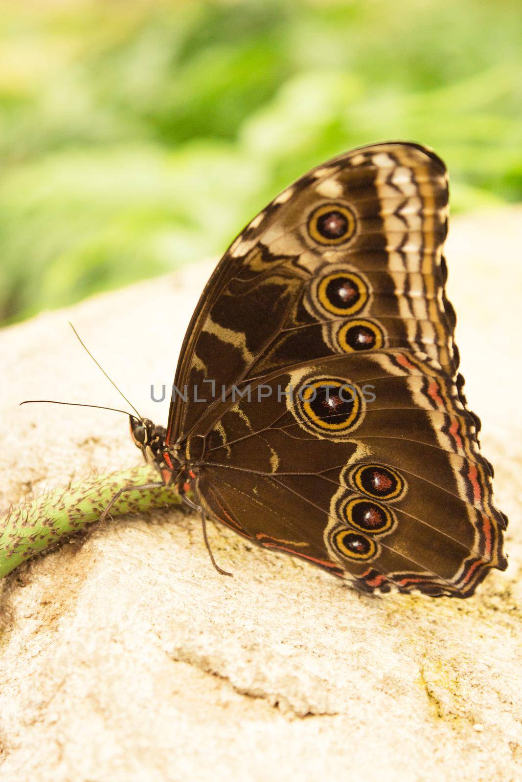 Blue Morpho butterfly with closed wings eating from a flower. No people