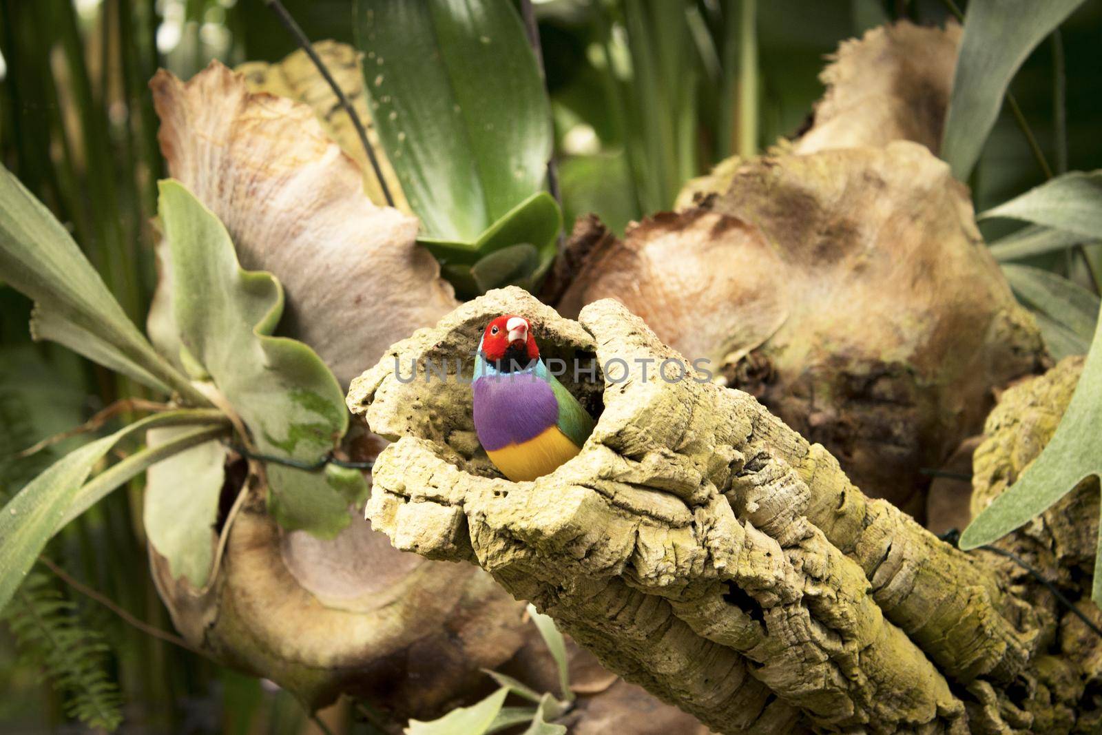Gould finch bird inside its nest in a tree. No people