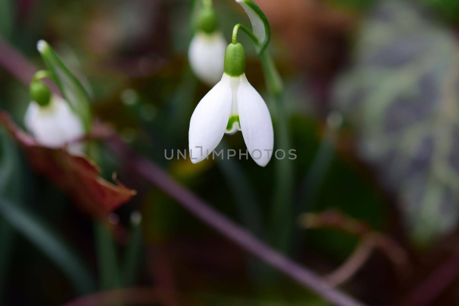 Galanthus - Snowdrops in the bed as a close up by Luise123
