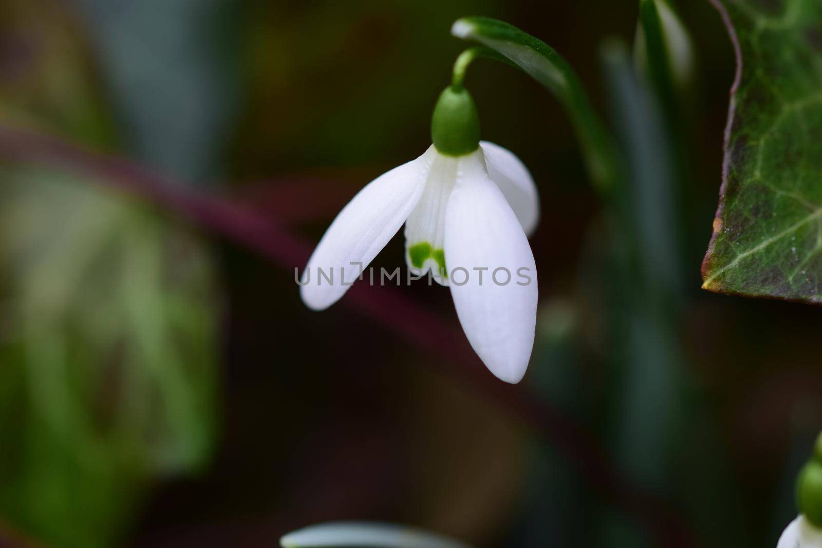 Snowdrop in the bed as a close-up