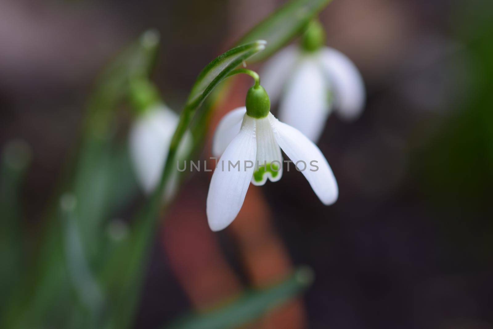 Galanthus - Snowdrop in the bed as a close up by Luise123