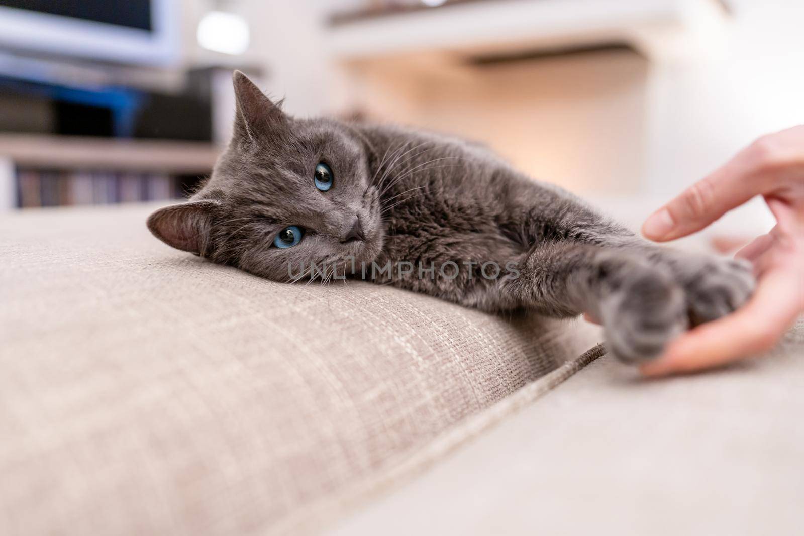 Headshot of a spiteful gray cat with blue eyes lying on the sofa with the hand of the mistress stroking it. Concept of pet faithful friends of humans by robbyfontanesi