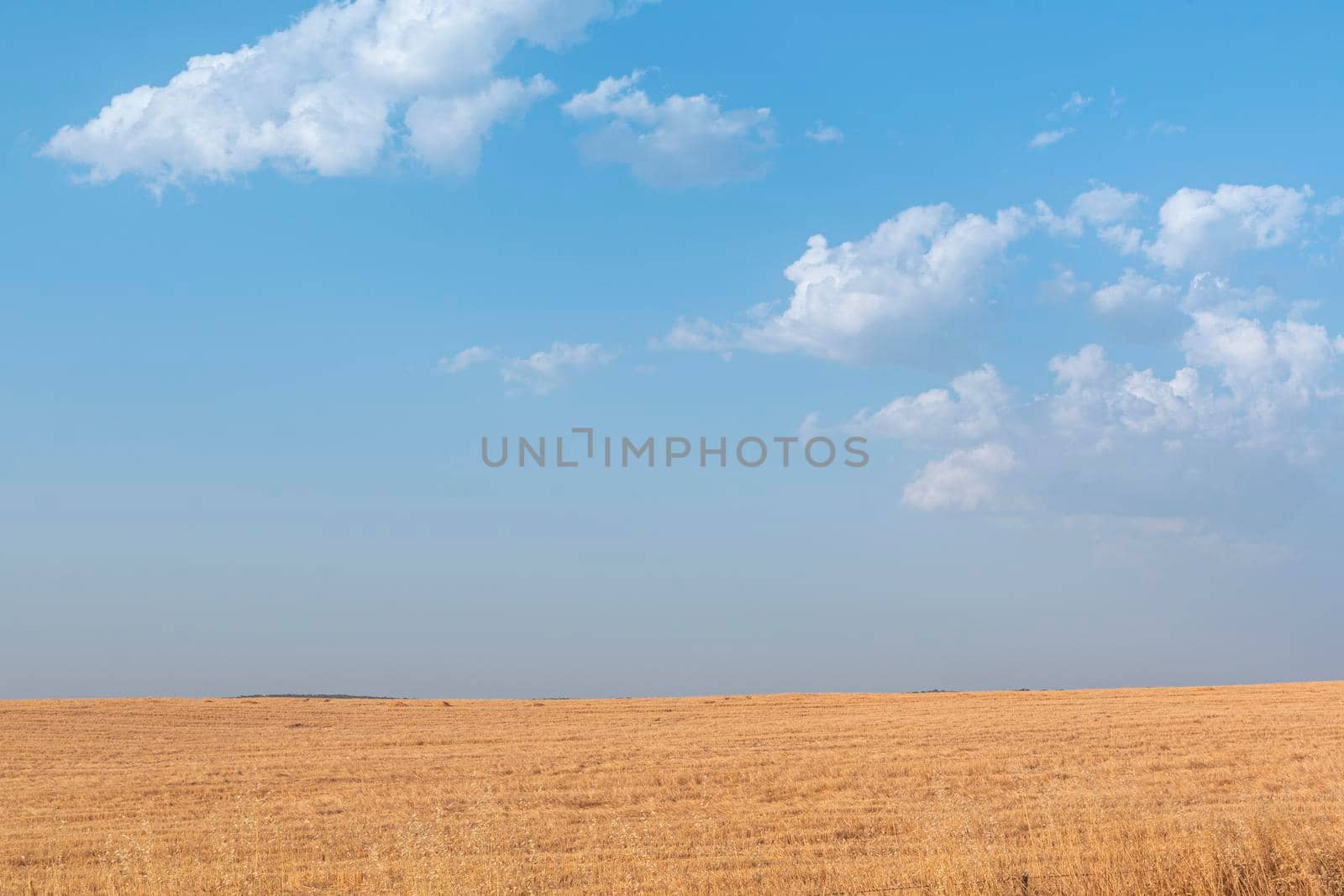 Sheep grazing fields and cereal cultivation in southern Andalusia in Spain