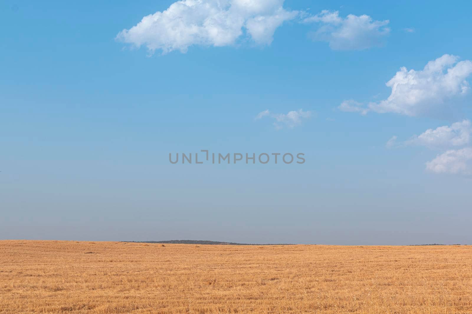 Sheep grazing fields and cereal cultivation in southern Andalusia in Spain