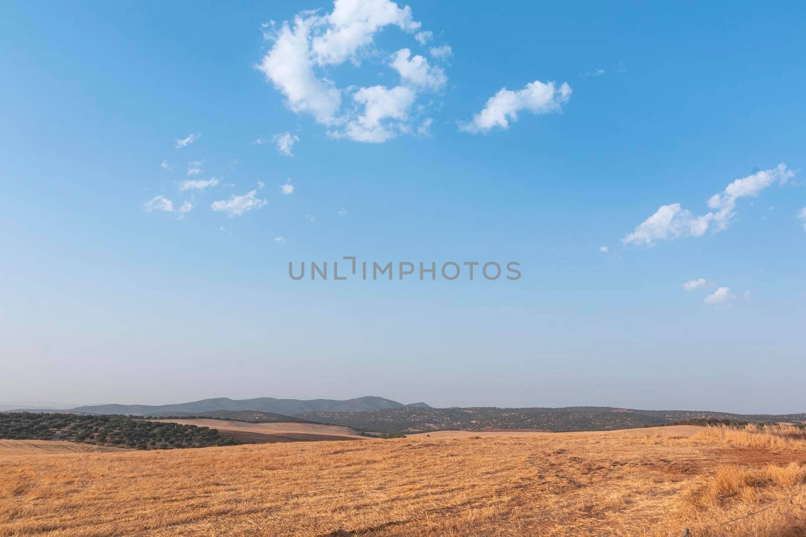 Sheep grazing fields and cereal cultivation in southern Andalusia in Spain