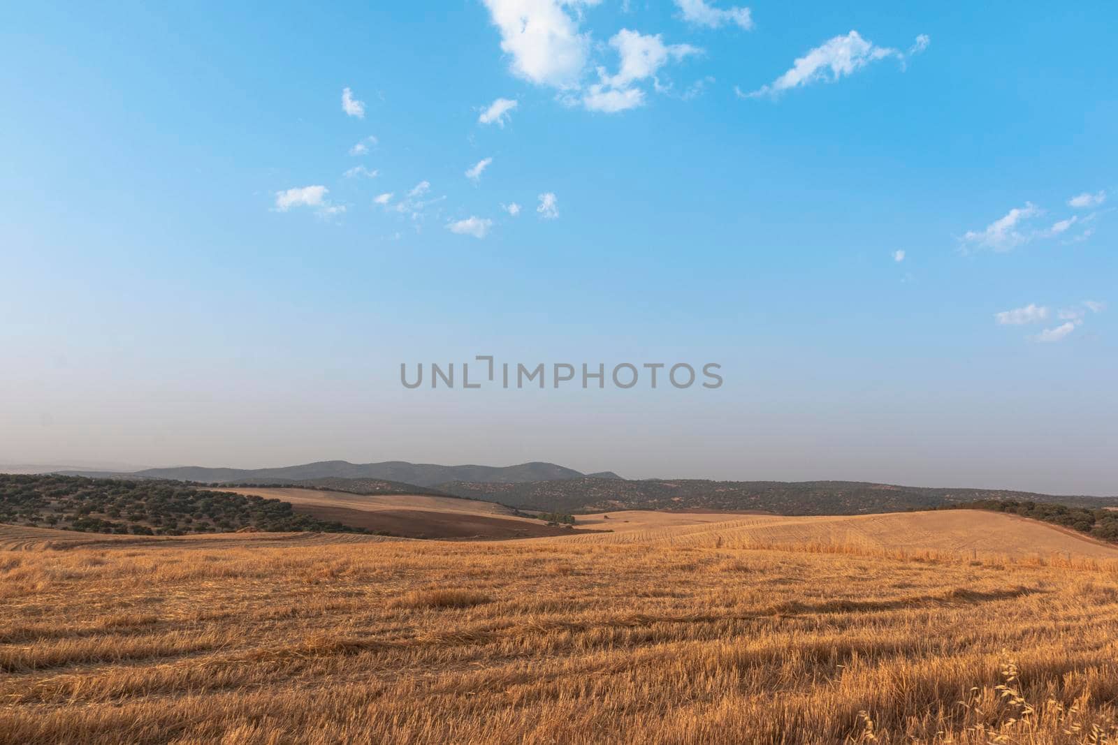 Sheep grazing fields and cereal cultivation in southern Andalusia in Spain