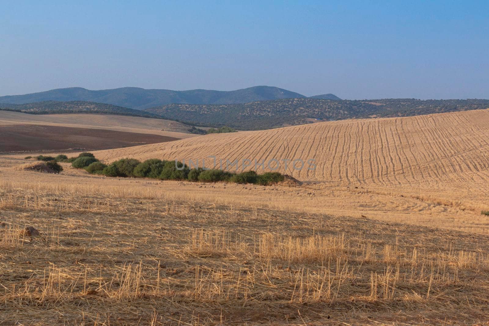 Sheep grazing fields and cereal cultivation in southern Andalusia in Spain