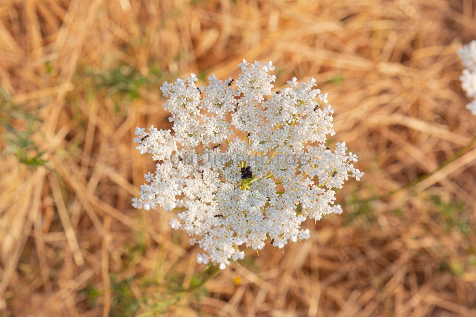 White wild flower with ants in southern Andalusia by loopneo