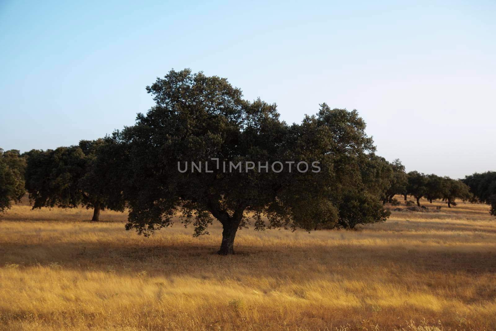 Acorn tree in southern Andalusia by loopneo