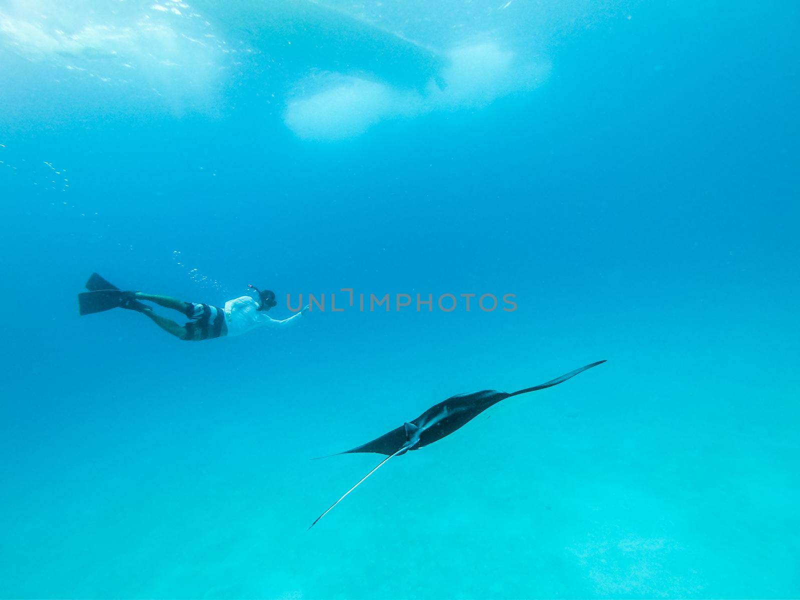 Male free diver and Giant oceanic manta ray, Manta Birostris, hovering underwater in blue ocean. Watching undersea world during adventure snorkeling tour on Maldives islands.