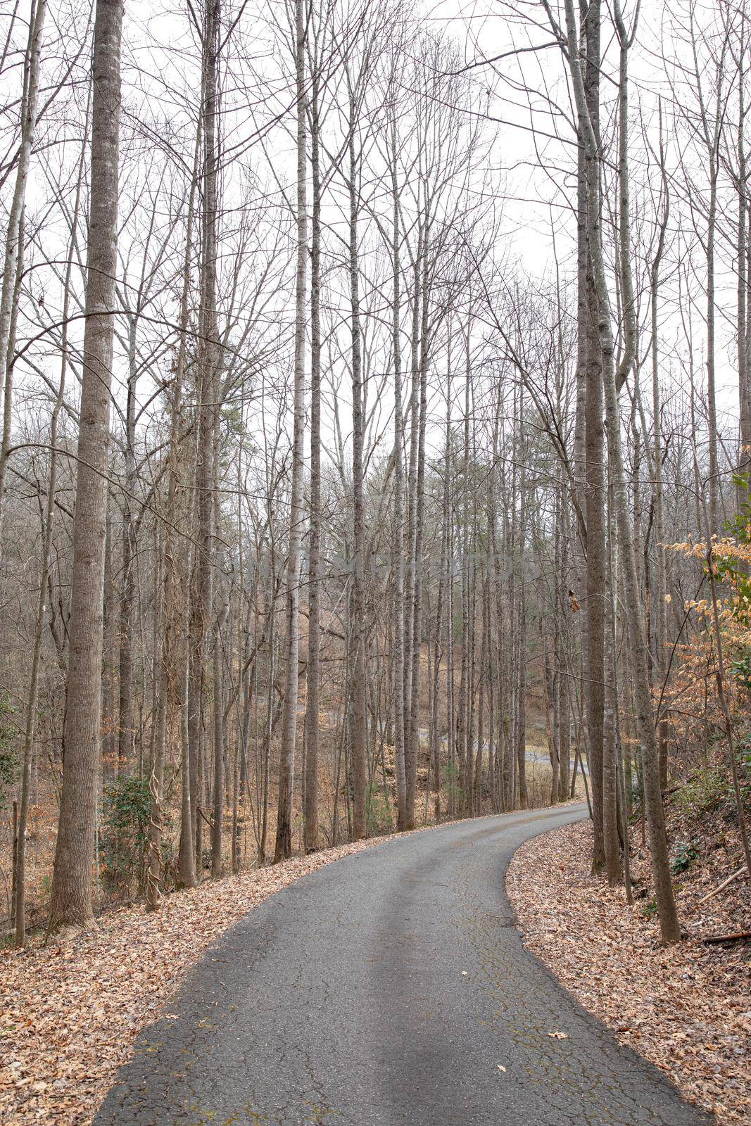 Winding, hilly asphalt road leads down through bare trees in winter.
