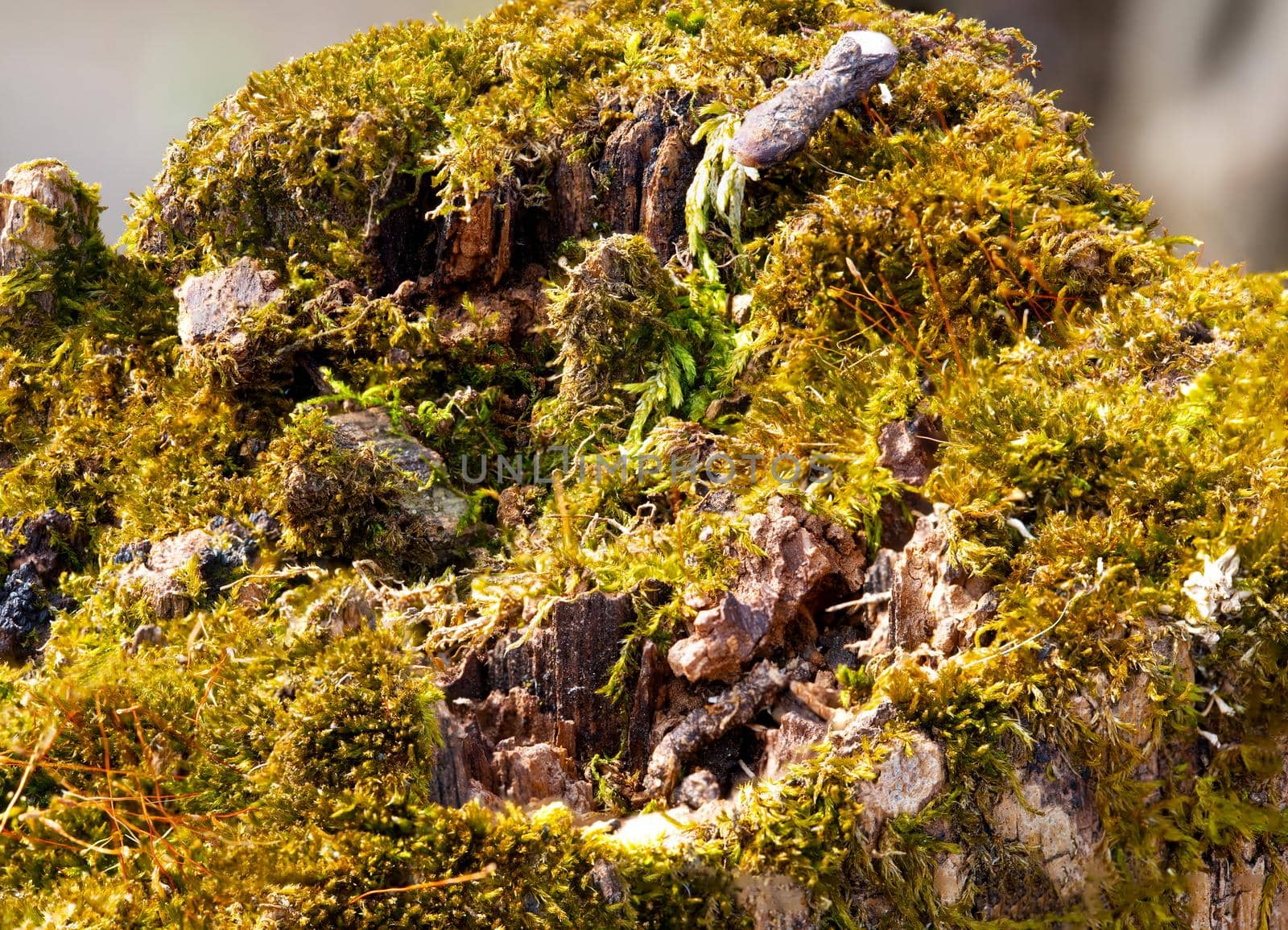 Lichen growing on top of fencepost creates a surreal miniature landscape scene.