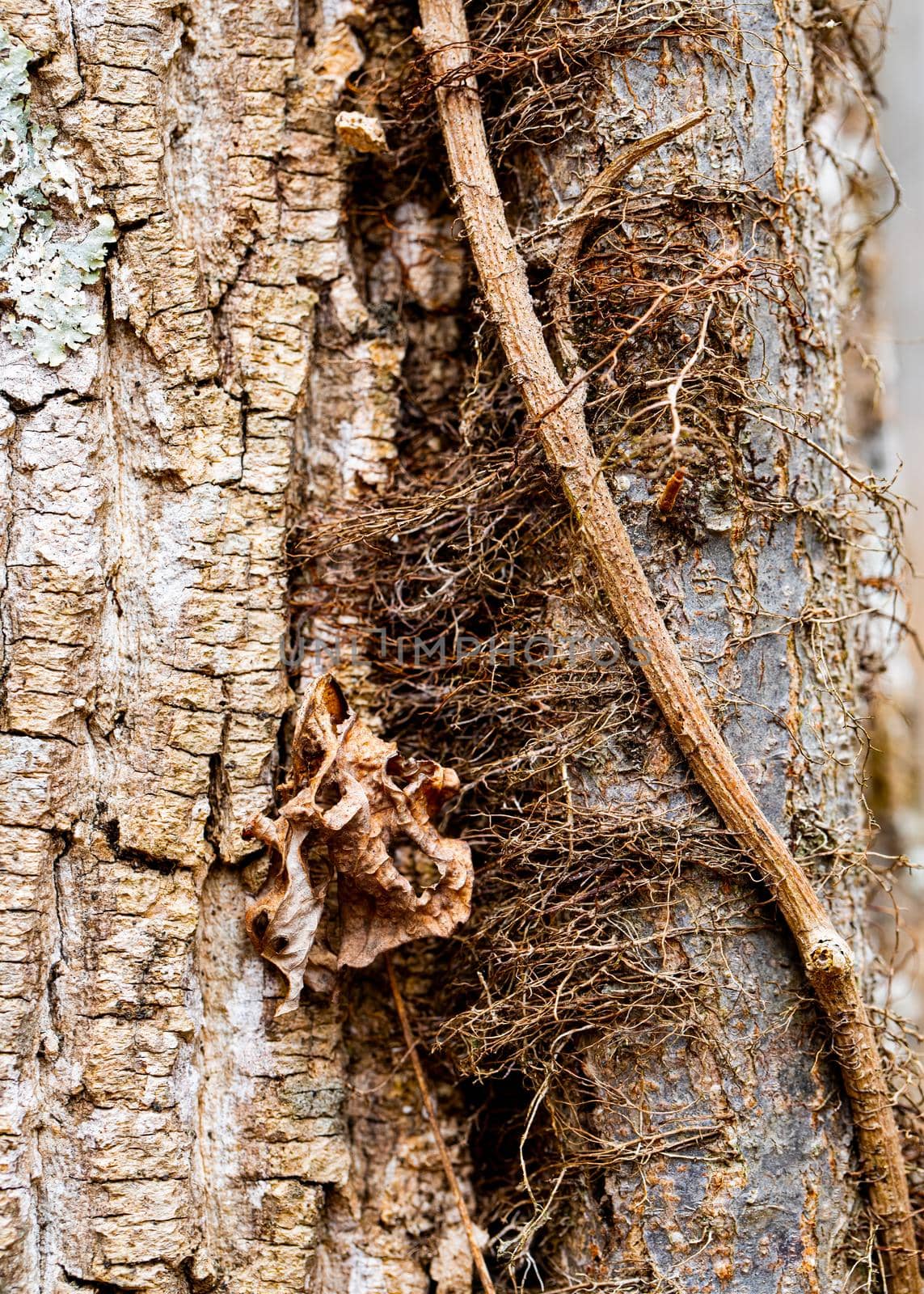 Closeup view of a vine growing on a hardwood tree turnk.