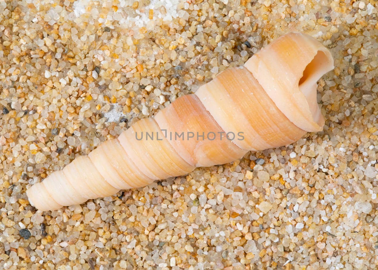 Overhead view of a snail's spiral seashell lying on sand.