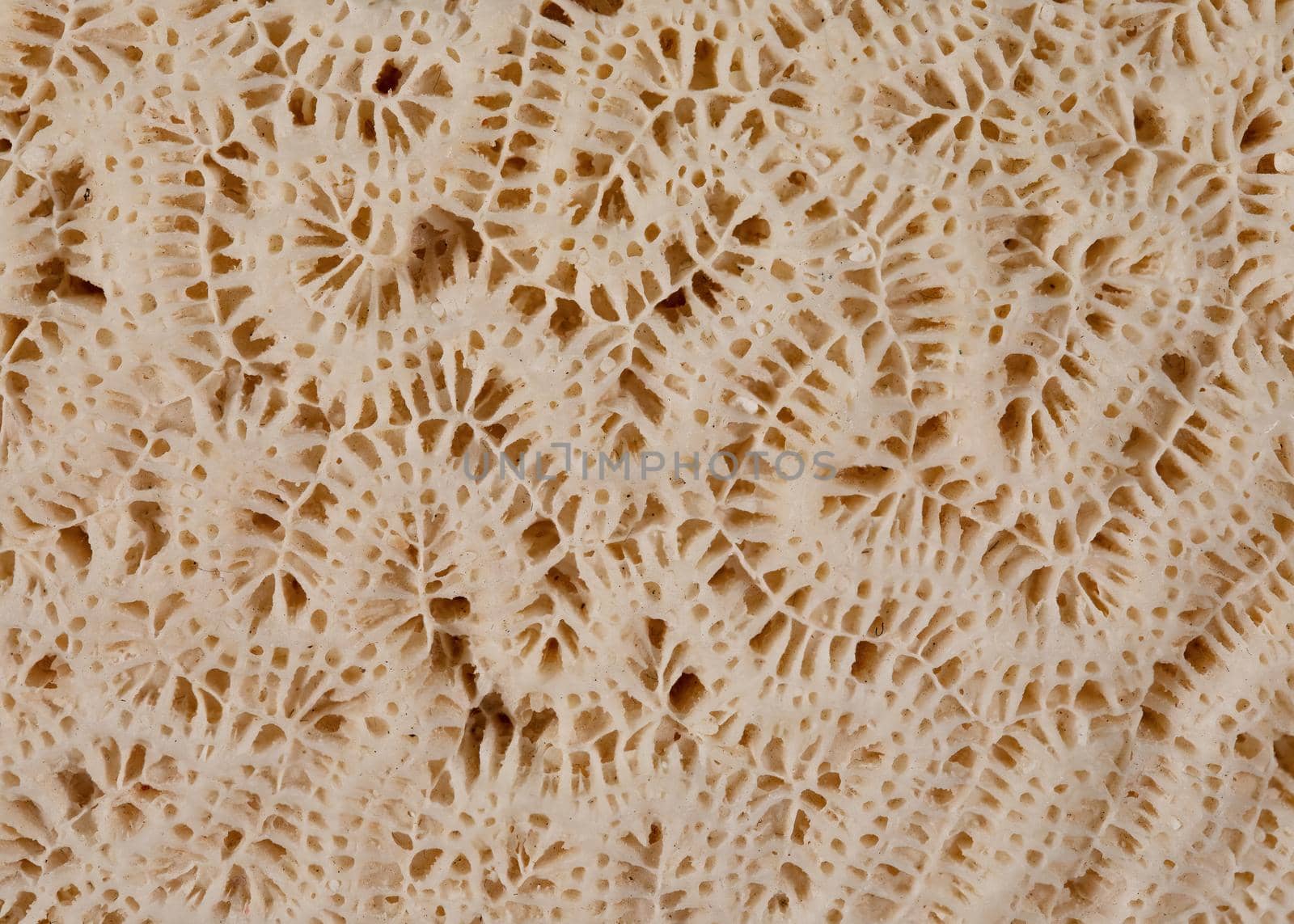 Macro view of the details of the ridges and valleys of a brain coral (diploria).