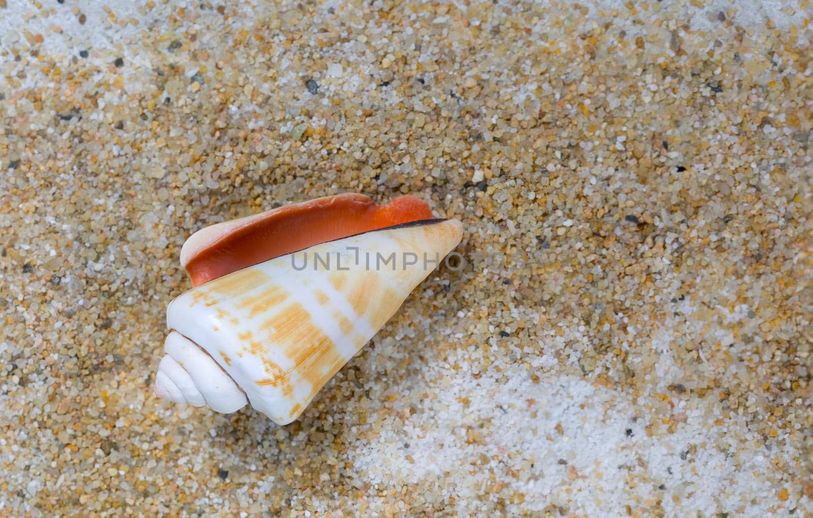 Overhead view of a cone seashell laying on sand.