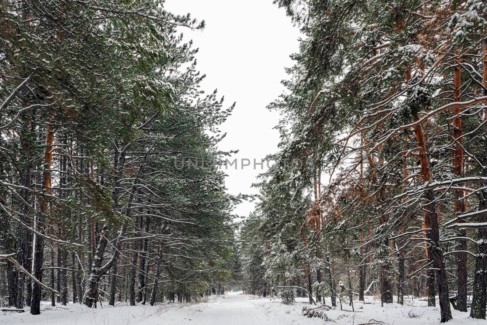 winter road in a snow-covered pine forest by roman112007