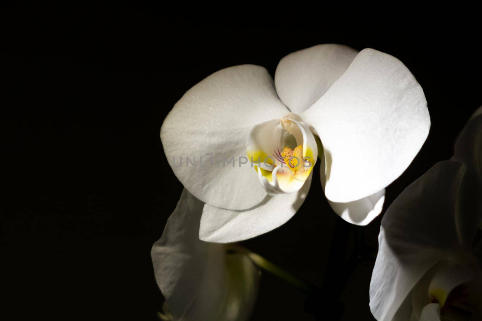 Close-up of a white orchid in dark room