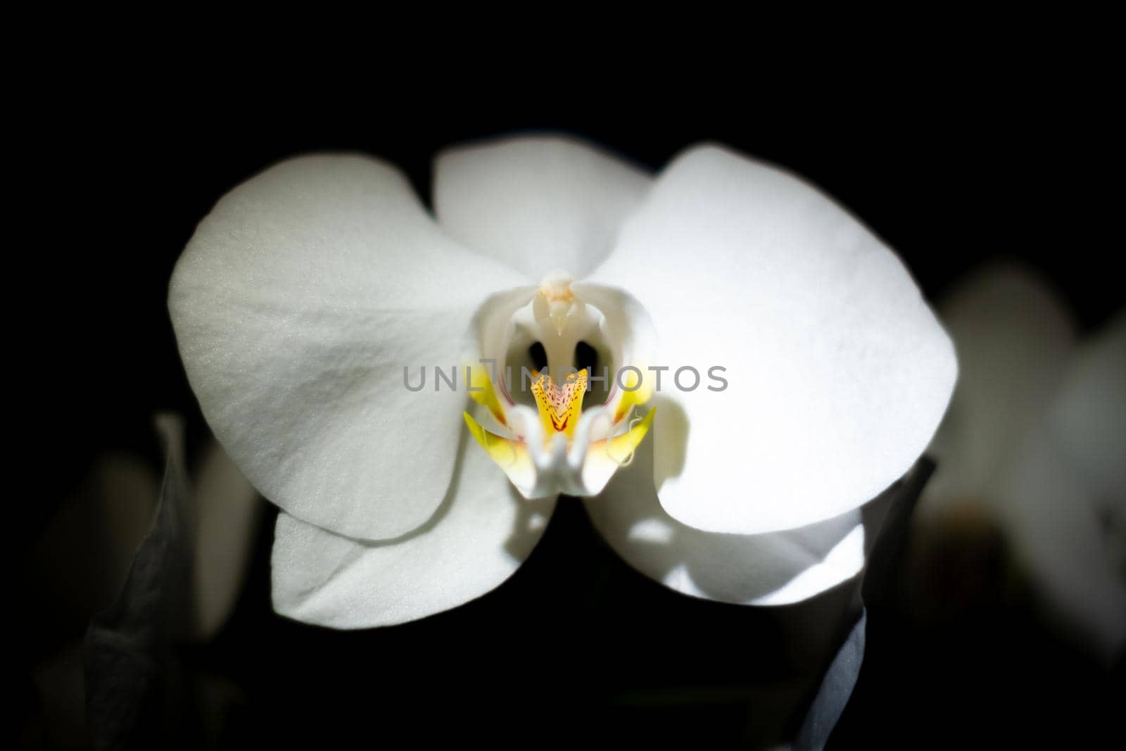 Close-up of a white orchid in dark room