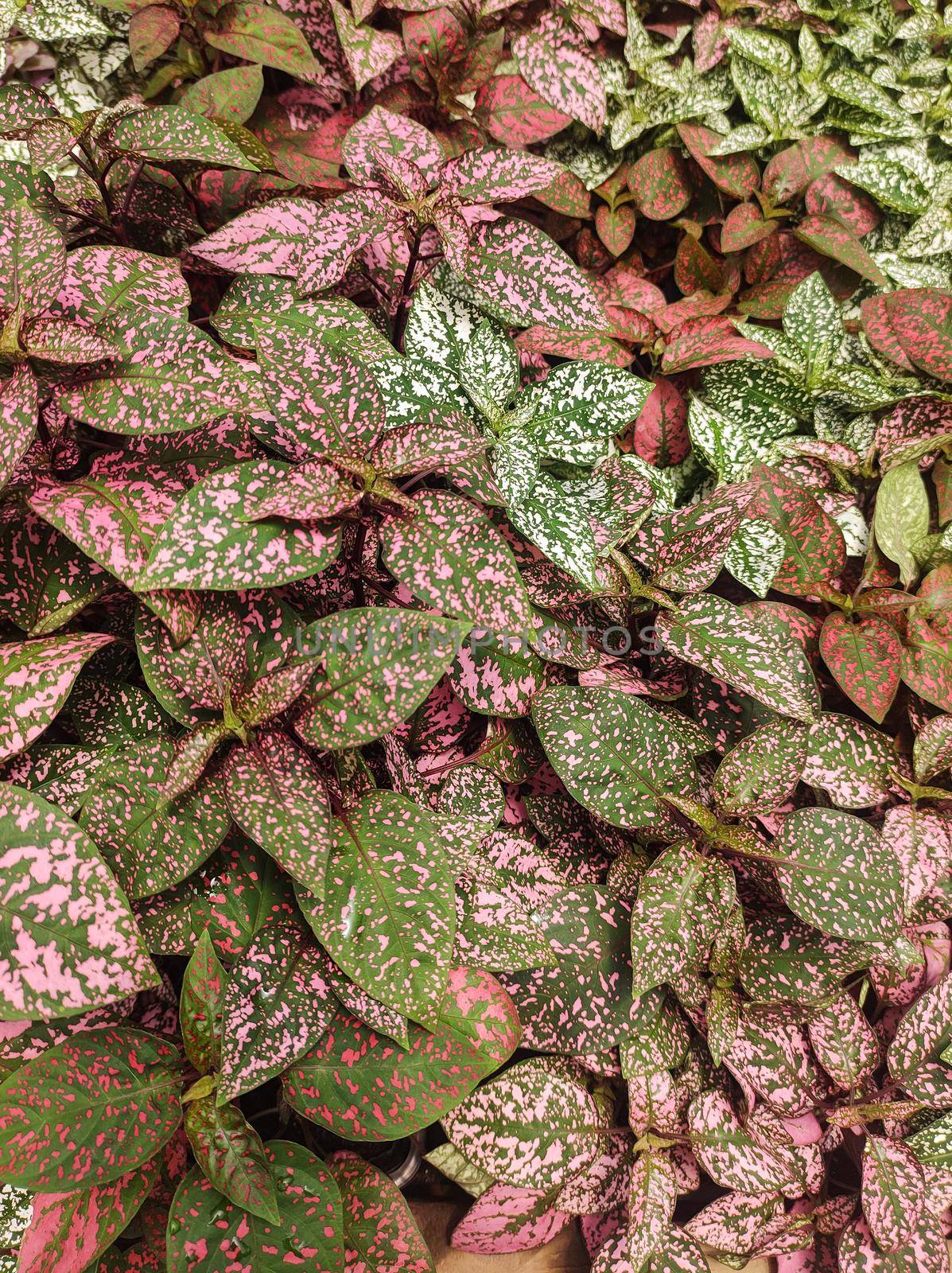 Pink foliage, Hypoestes phyllostachya, garden plant, known as polka dot plant. by silviopl