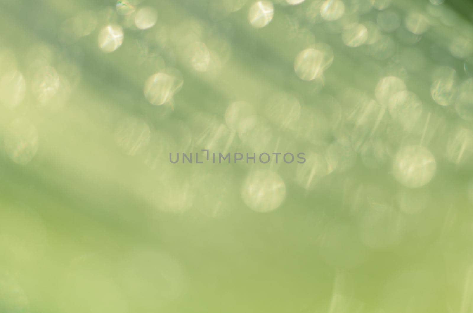 Beautiful bokeh  background - Water drops on the green banana leaf. by kerdkanno