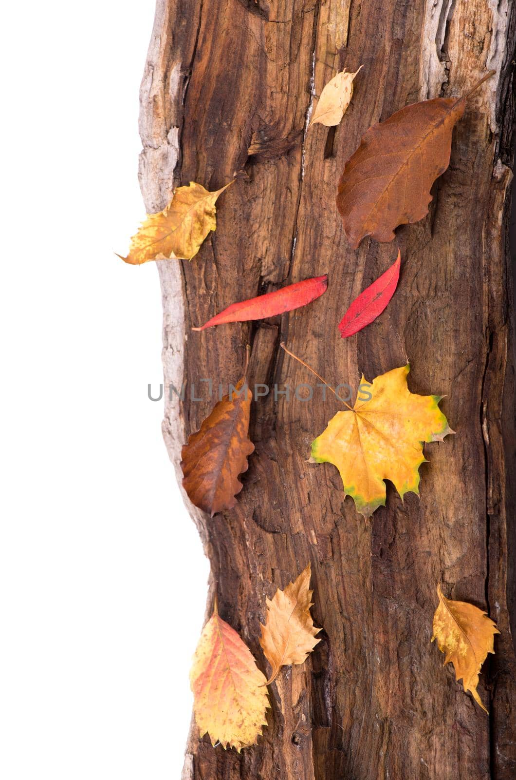 autumn background with colored leaves on wooden board.