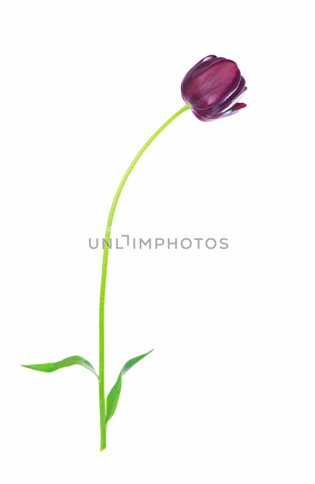 colorful tulips in a paper bag on a white background