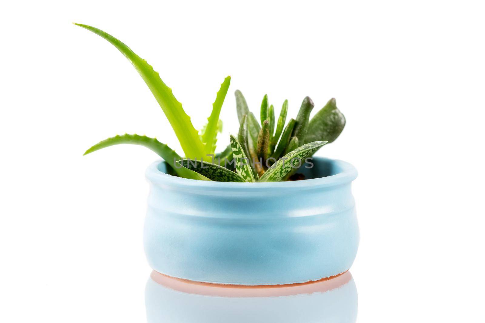 Different types of small domesticated succulents in a blue pot front view isolated on white background